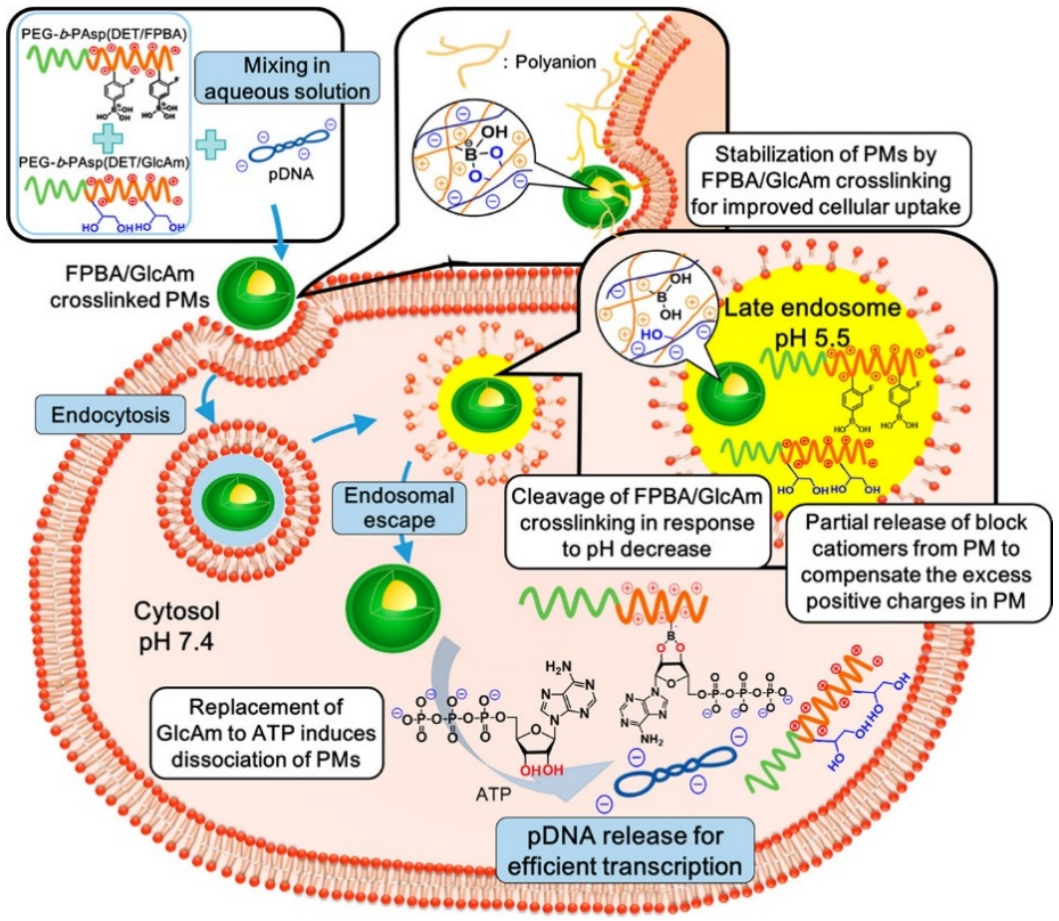 Polymers 10 00830 g008