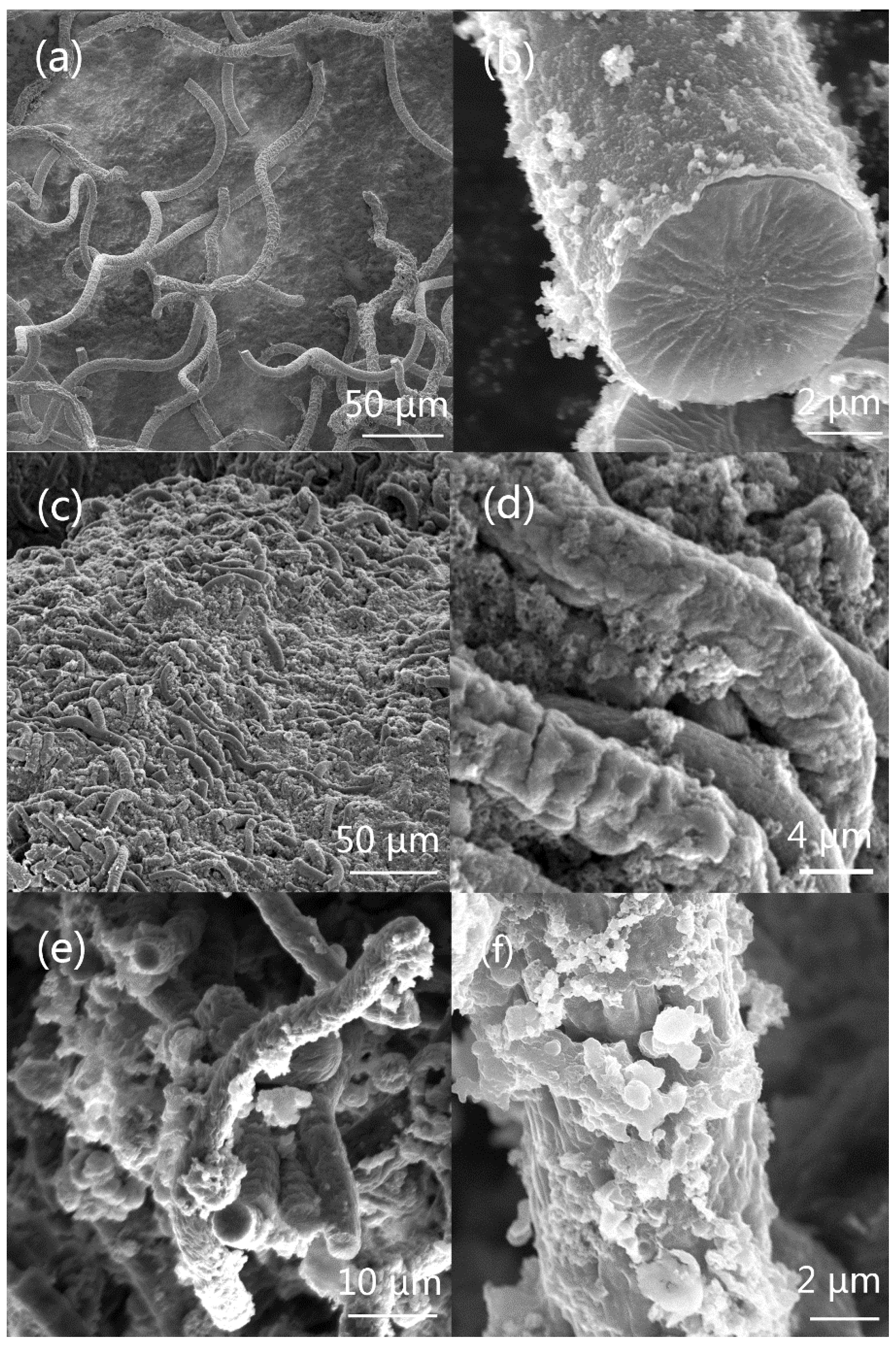 Polymers 10 00882 g002