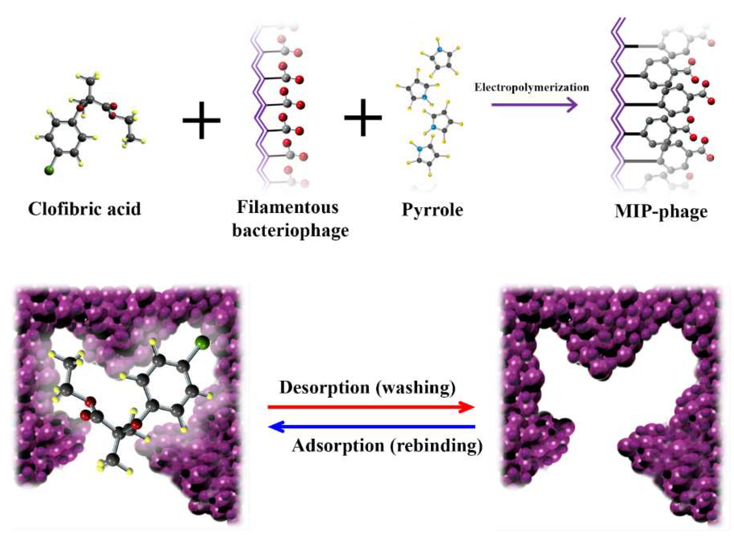 Polymers 10 00974 g001