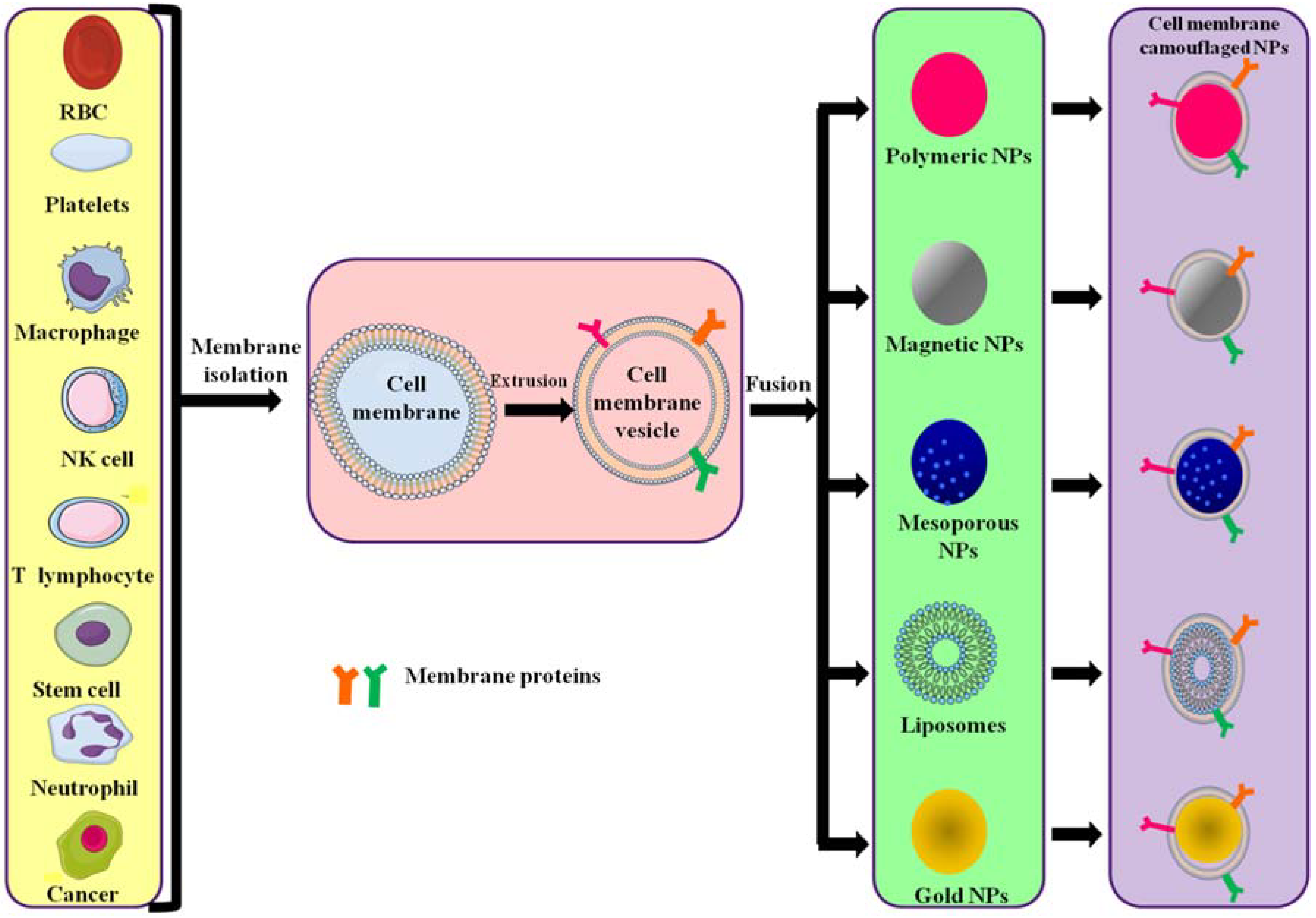 Polymers 10 00983 g002