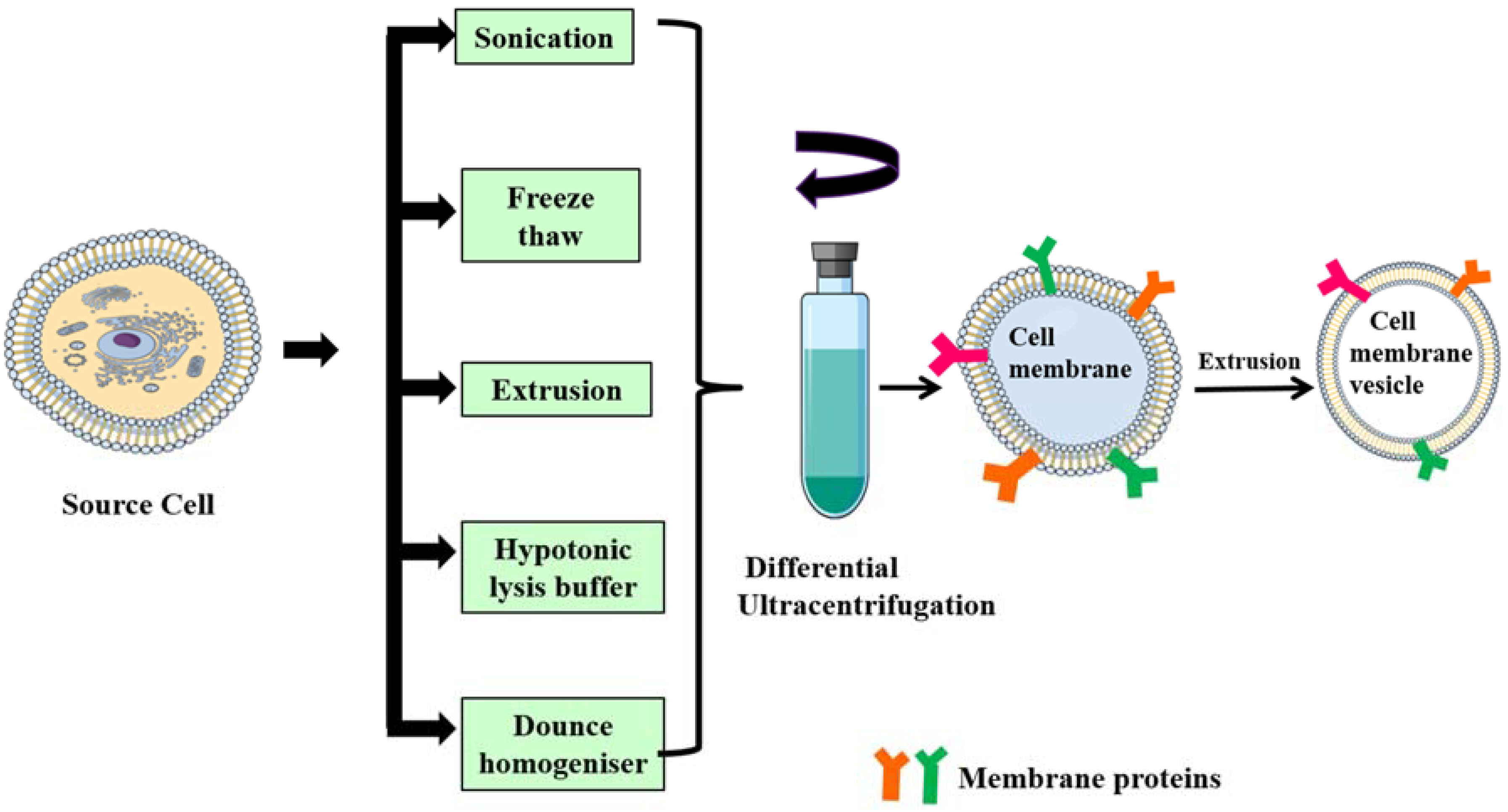 Polymers 10 00983 g003