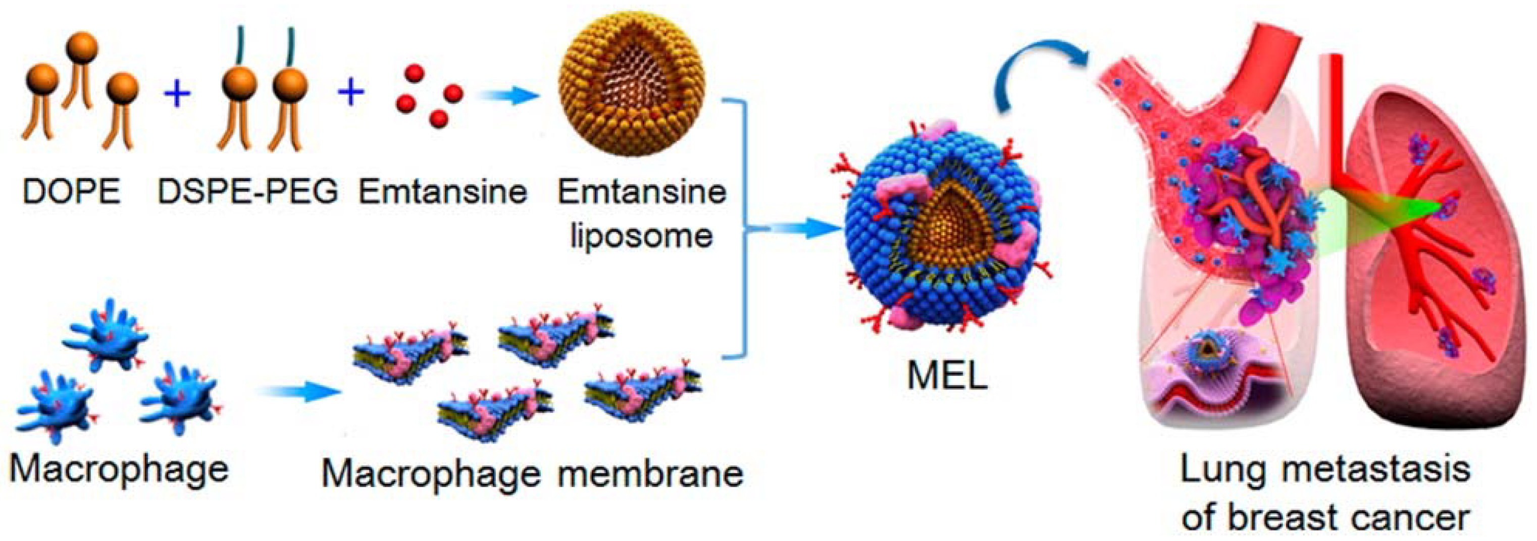 Polymers 10 00983 g006