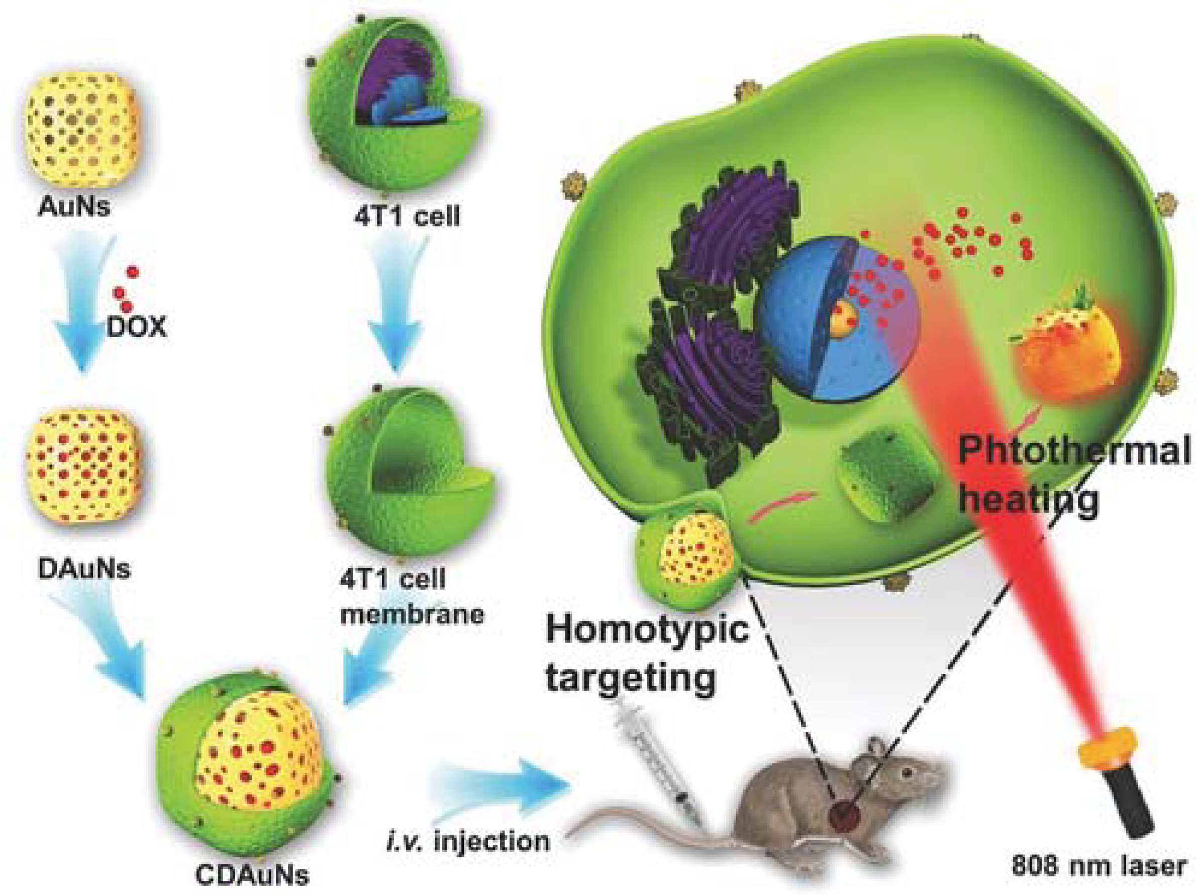 Polymers 10 00983 g011