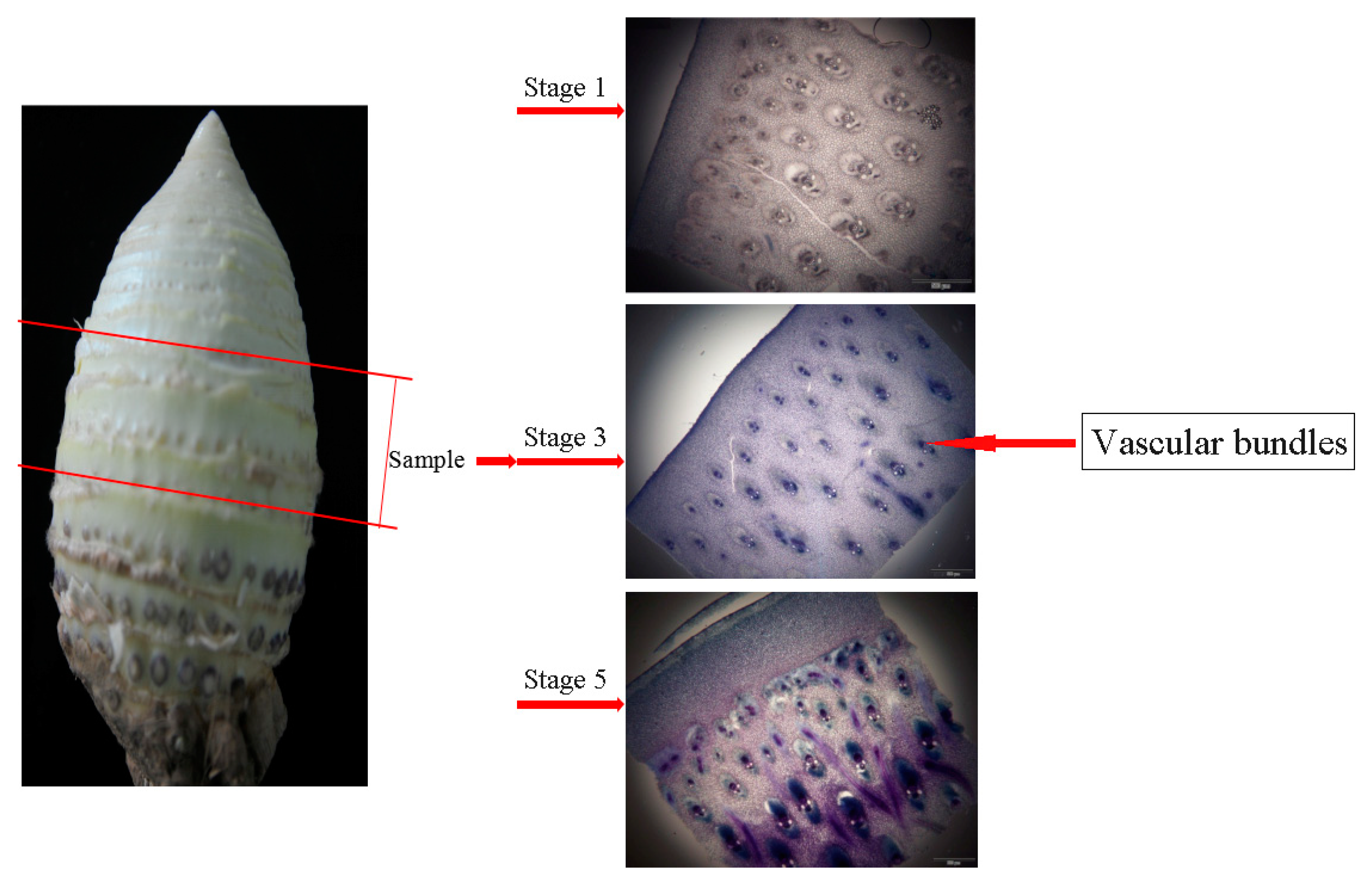 Polymers 11 00038 g001 Polymers 11 00038 g001