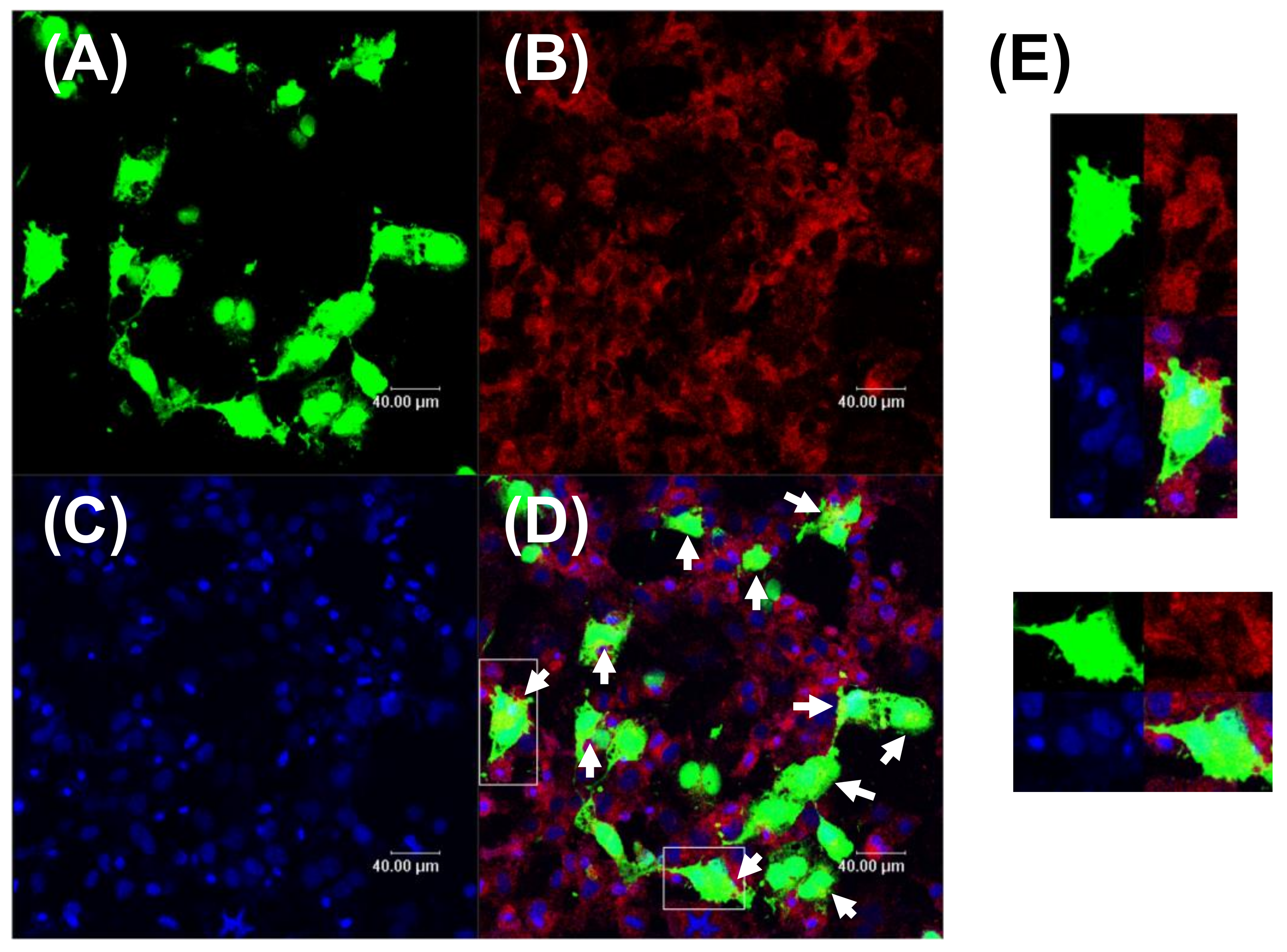 Polymers 11 00060 g005 Polymers 11 00060 g005