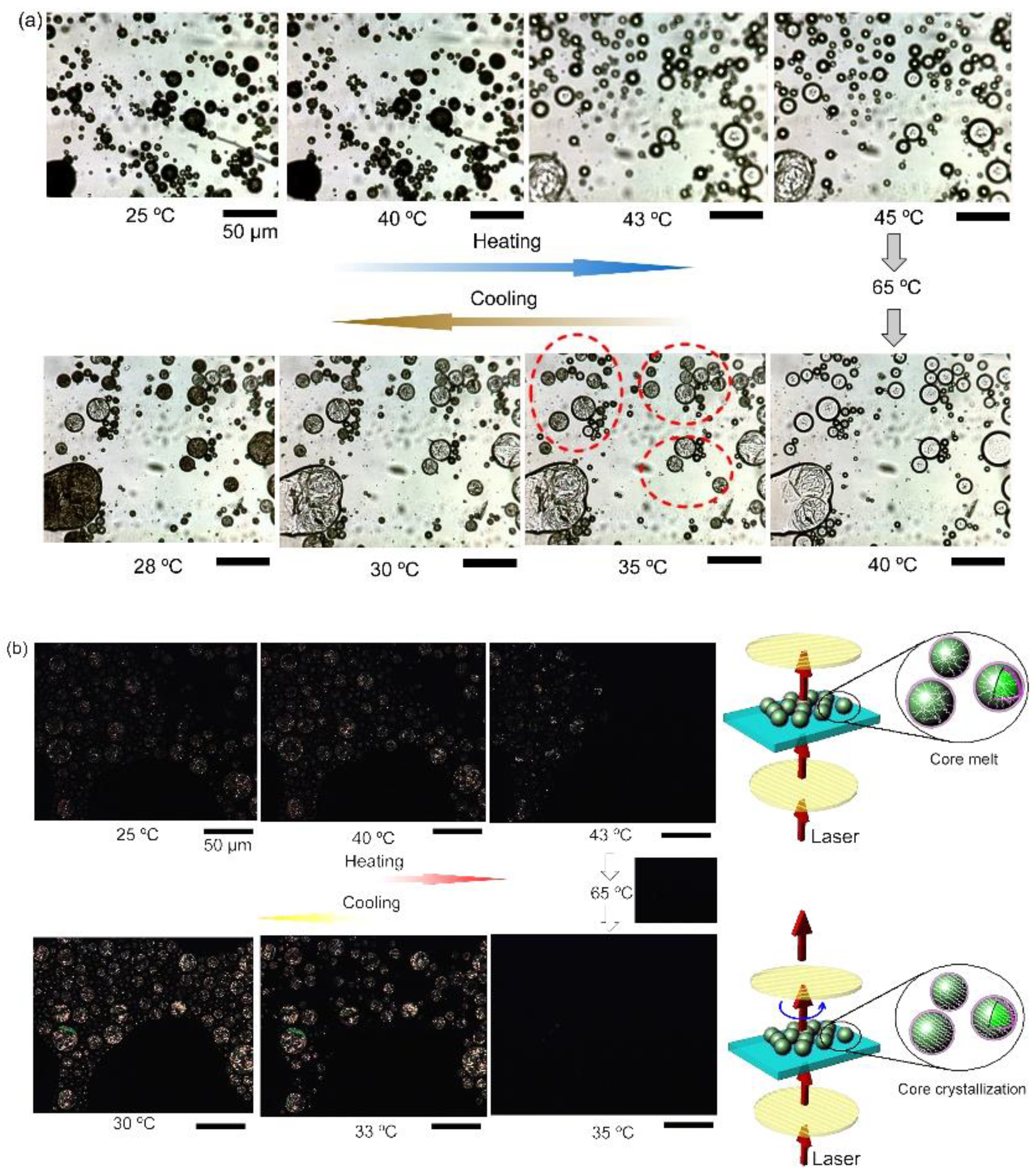Polymers 11 00199 g007