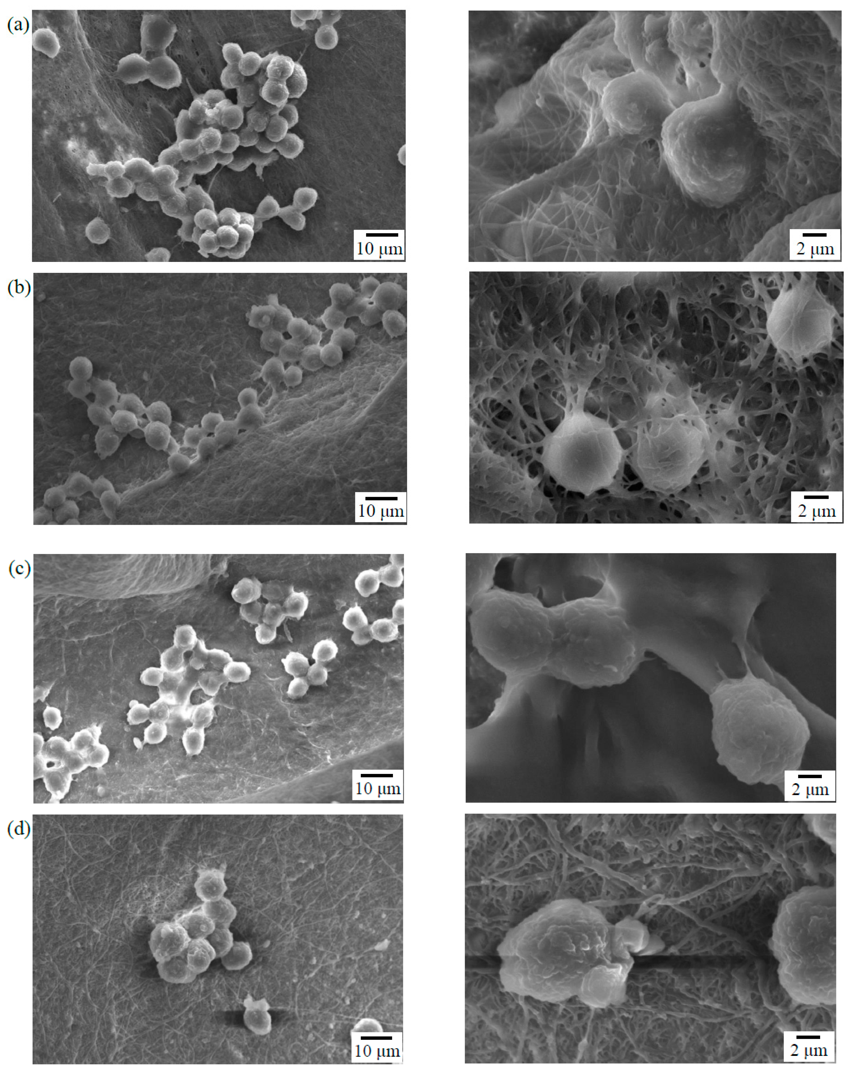 Polymers 11 00227 g006