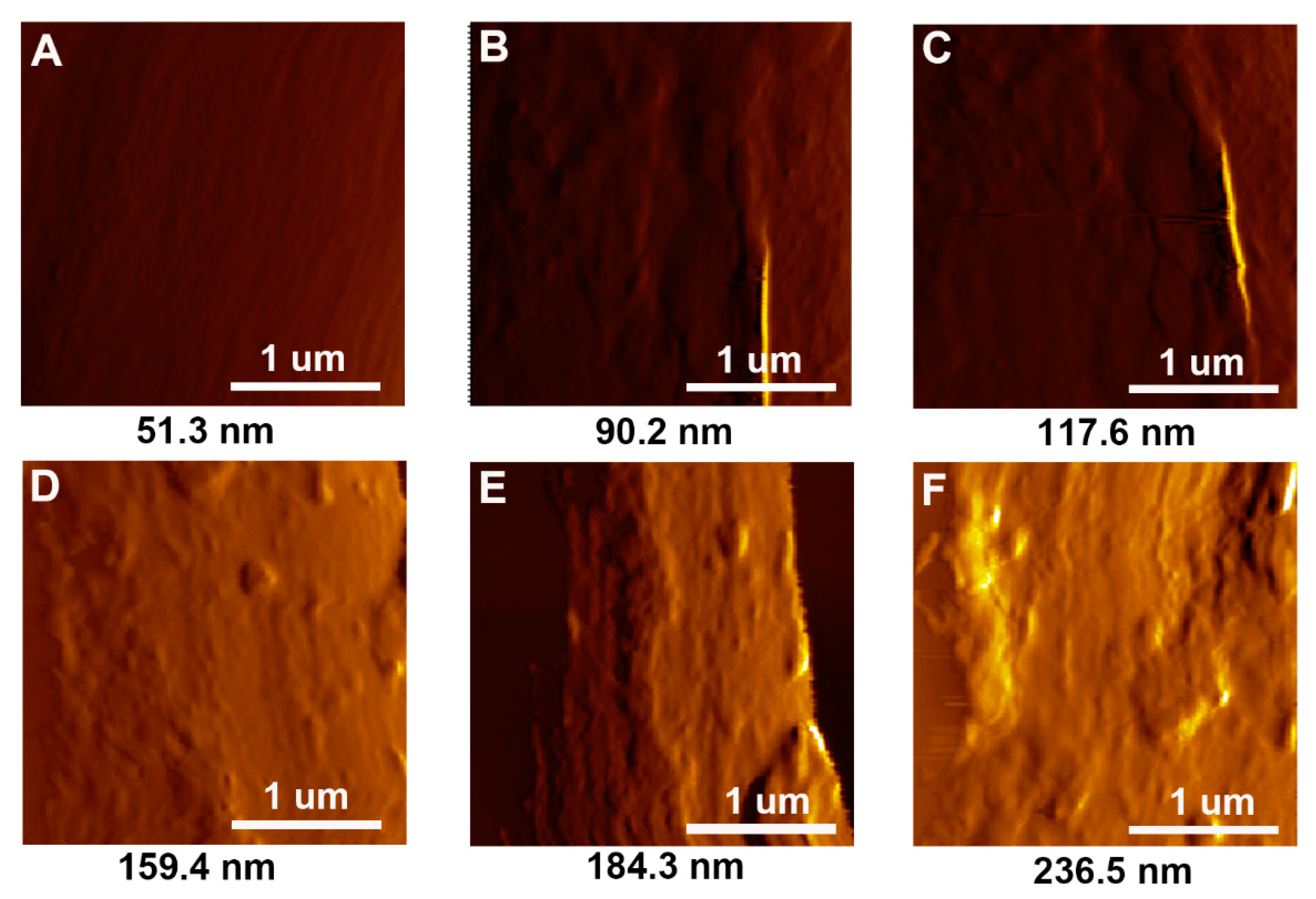 Polymers 11 00237 g005
