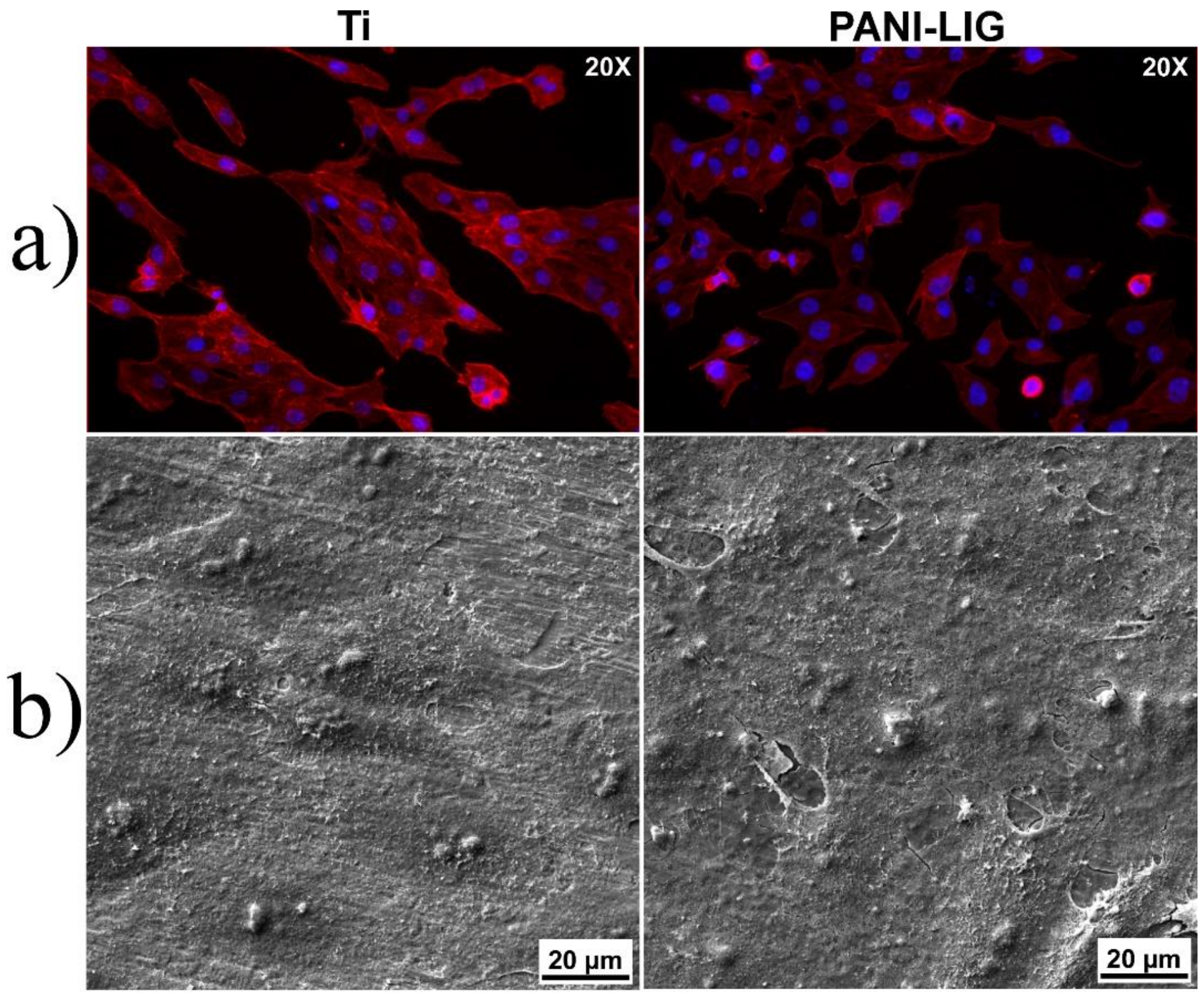 Polymers 11 00283 g007