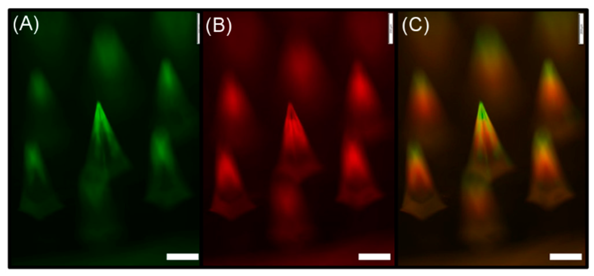 Polymers 11 00369 g002
