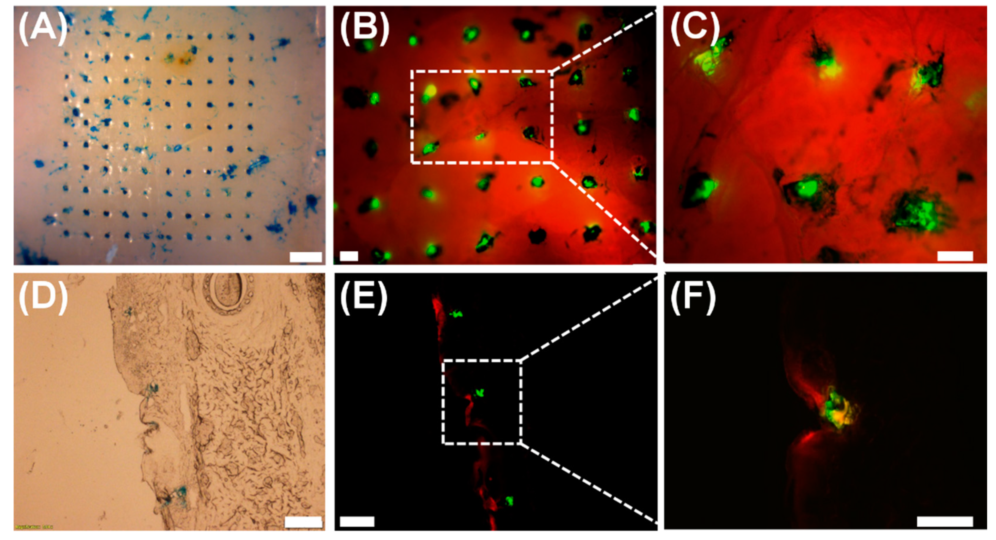 Polymers 11 00369 g005