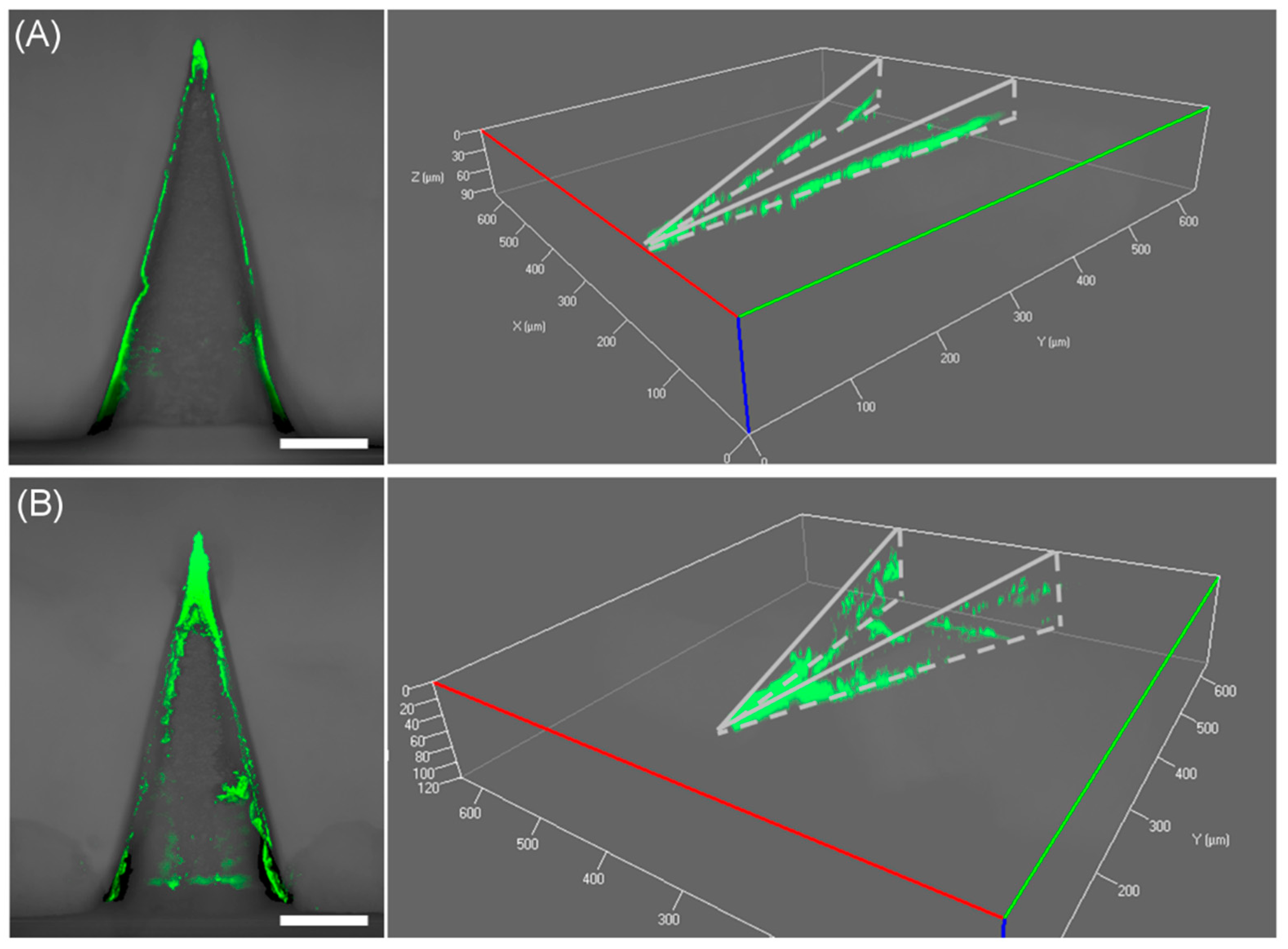 Polymers 11 00369 g007