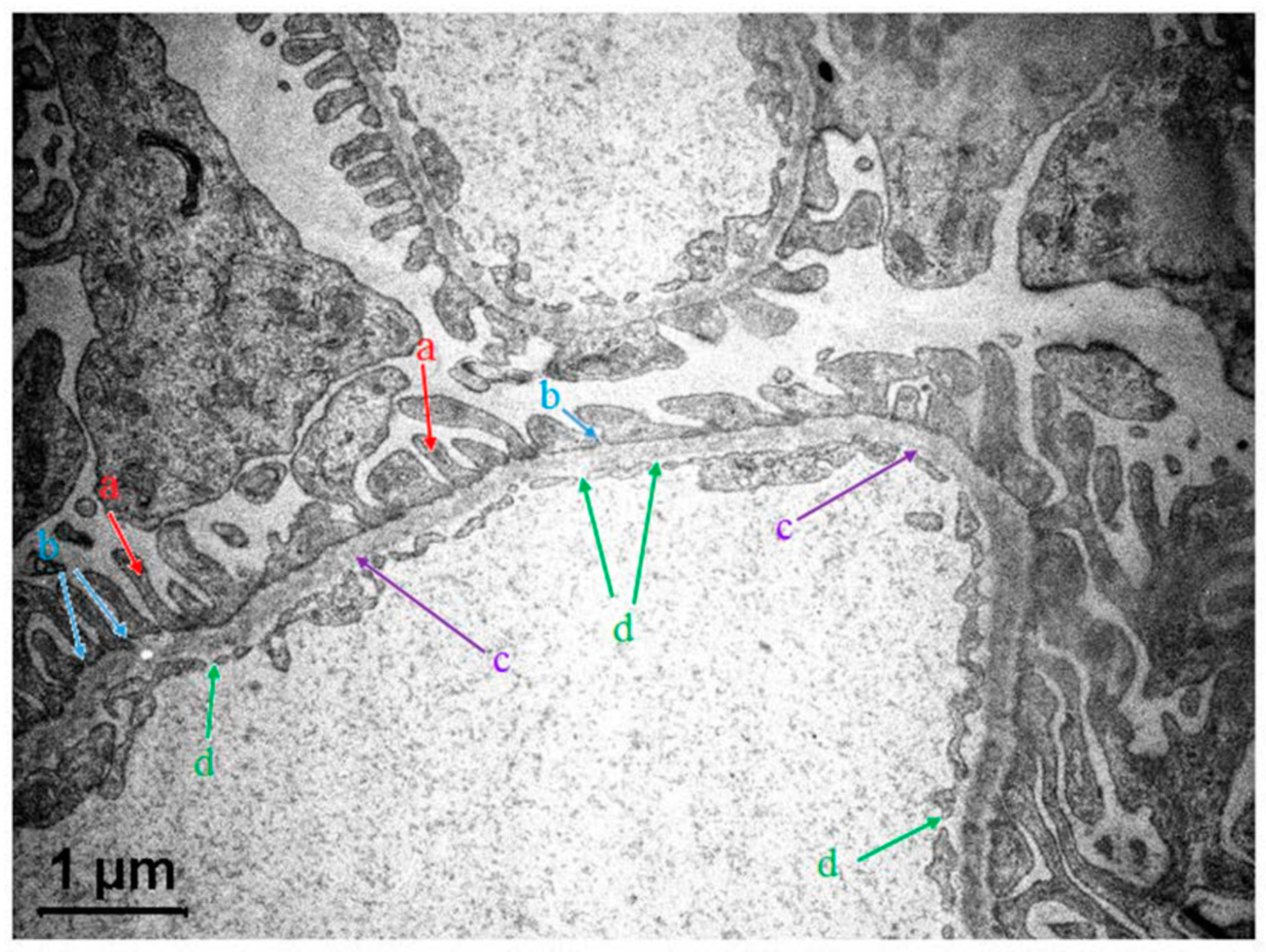 Polymers 11 00389 g001