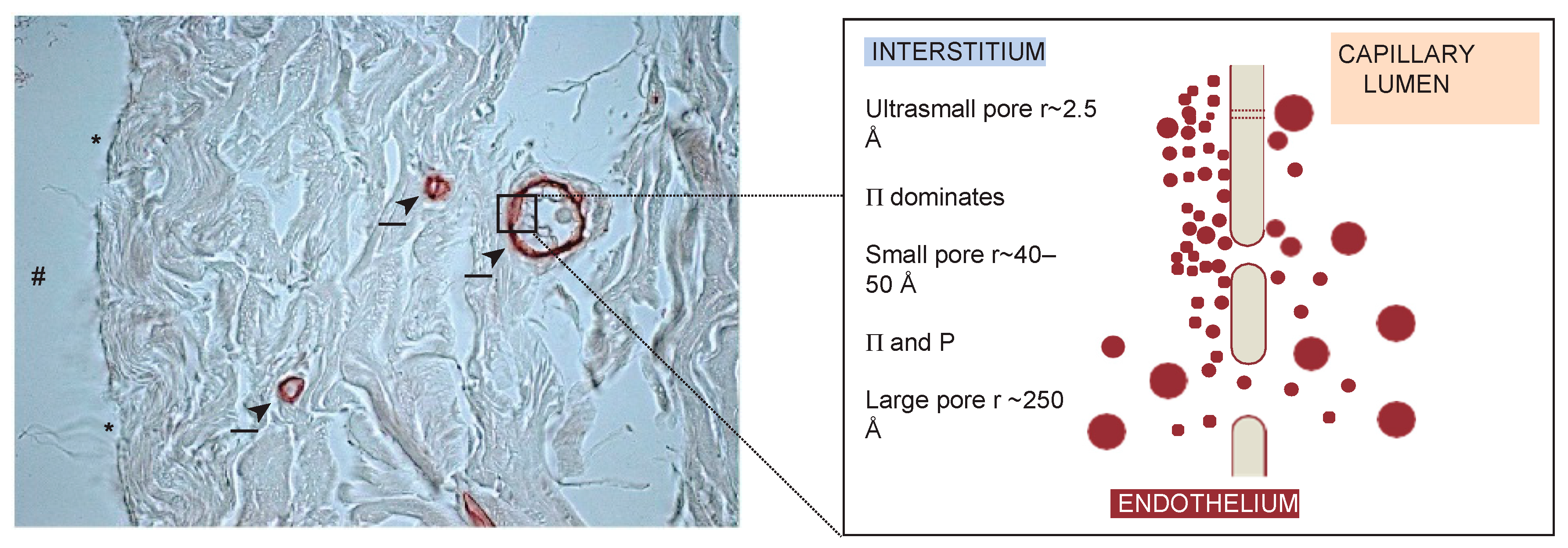 Polymers 11 00389 g002