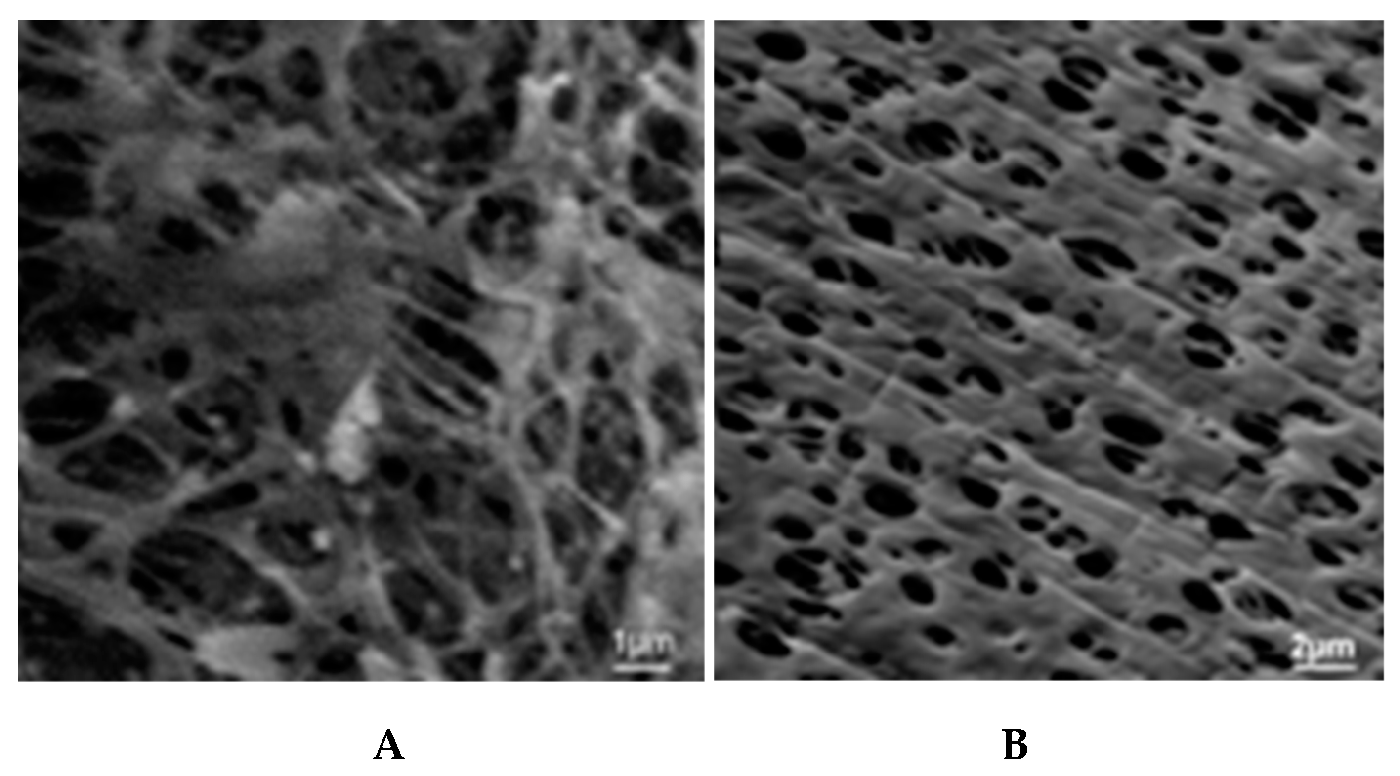 Polymers 11 00389 g006