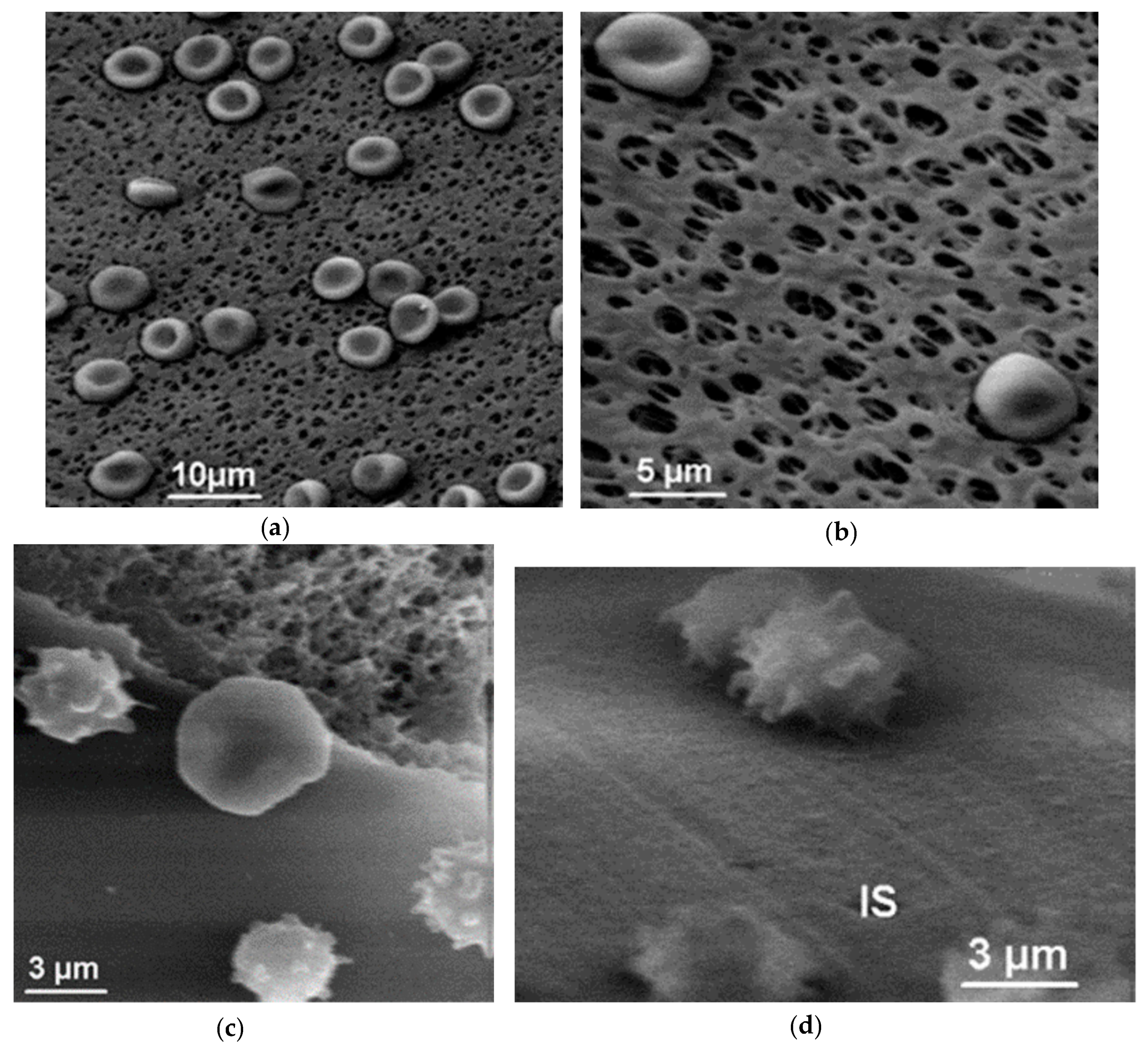 Polymers 11 00389 g014