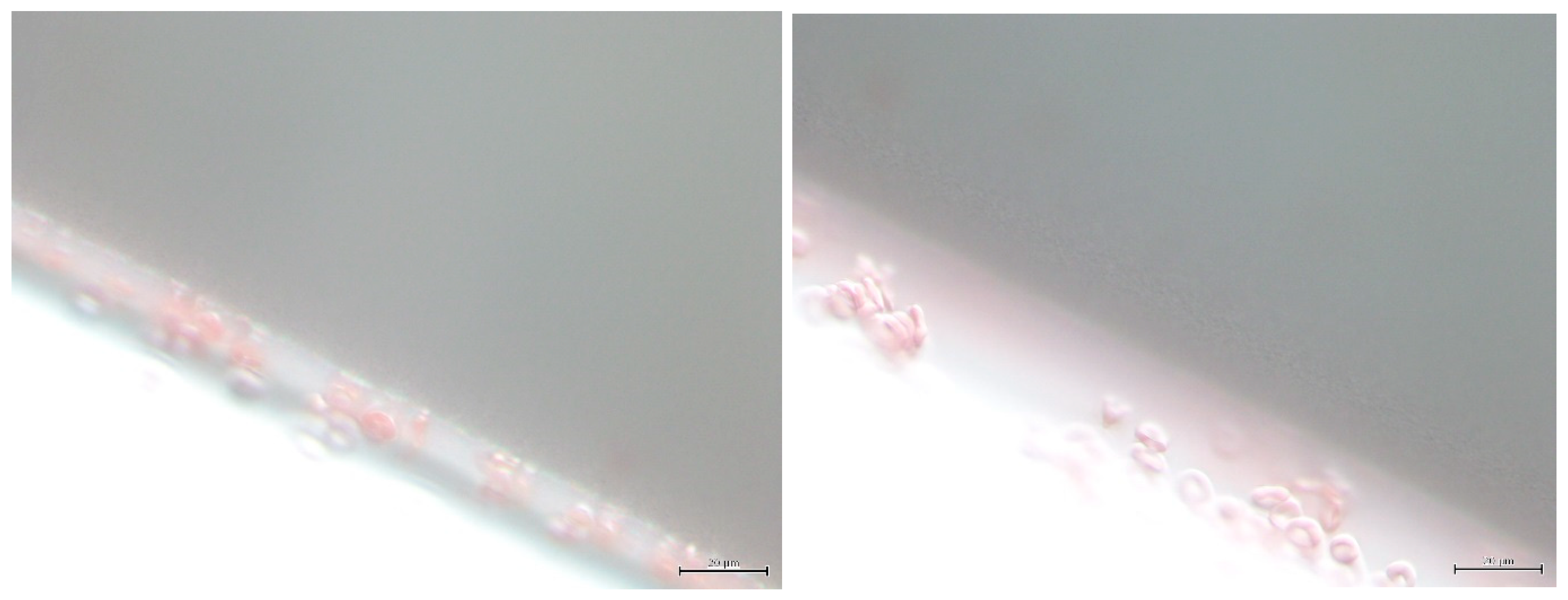 Polymers 11 00389 g015