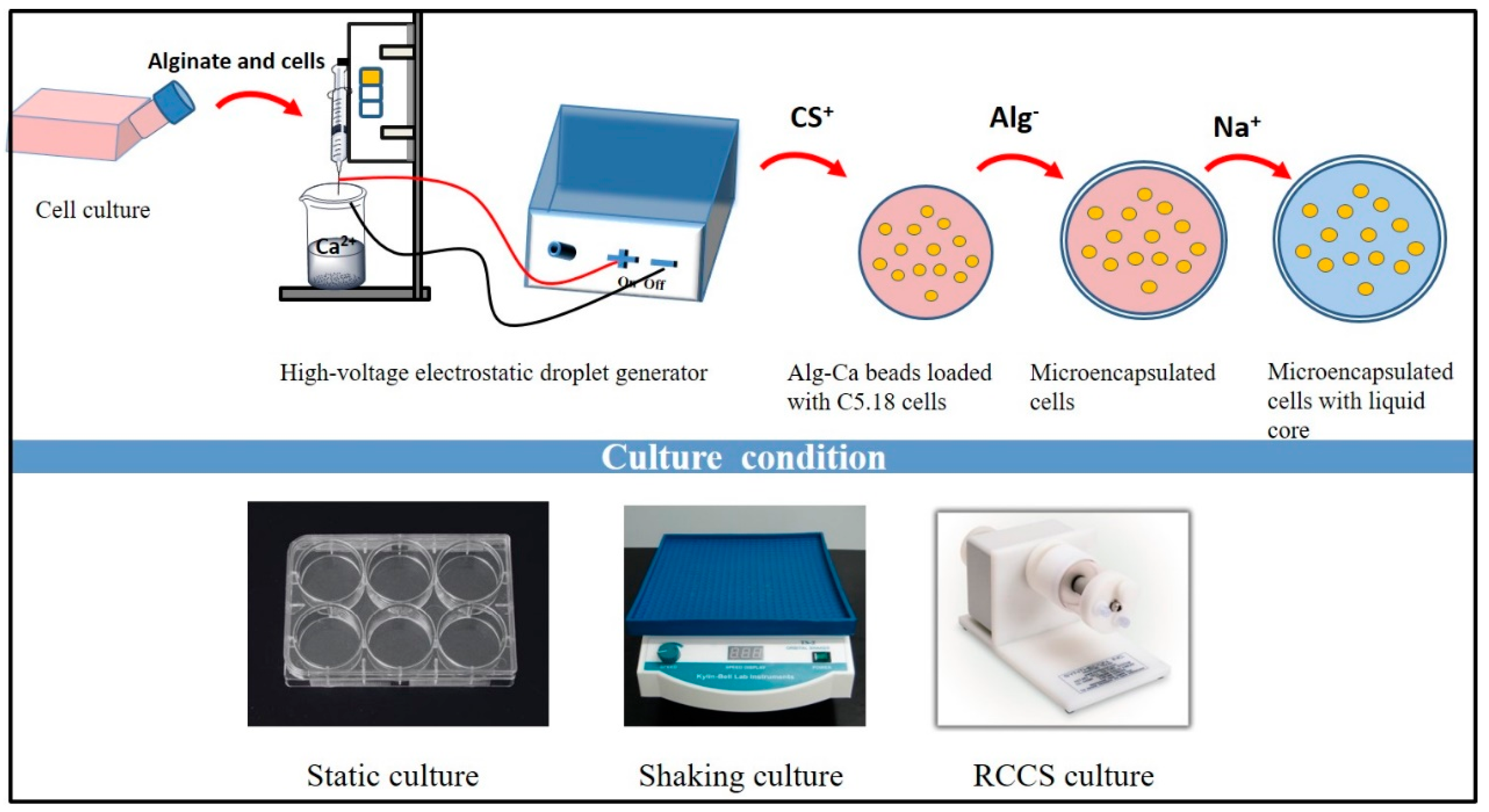 Polymers 11 00471 g001