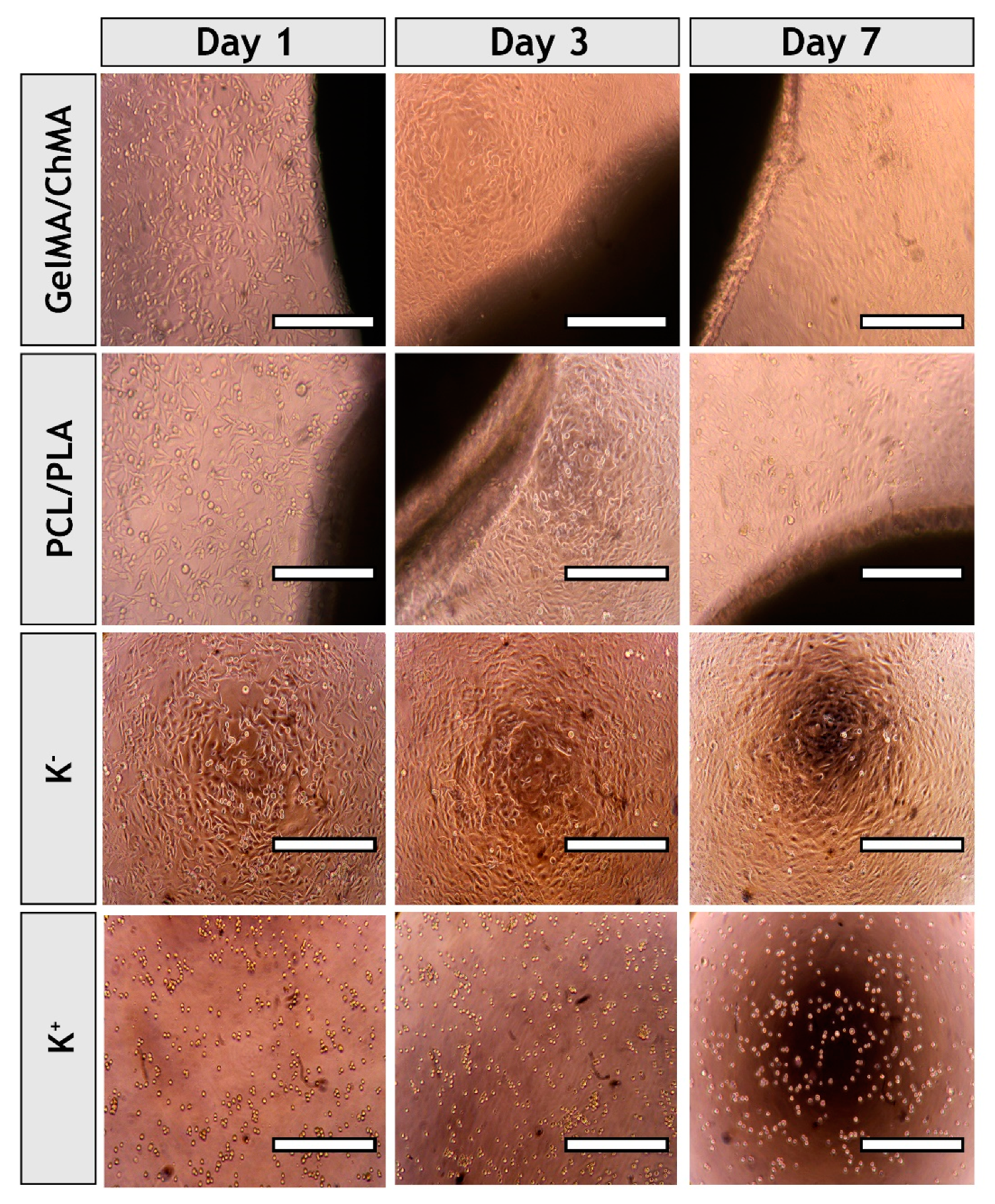 Polymers 11 00653 g008 Polymers 11 00653 g008