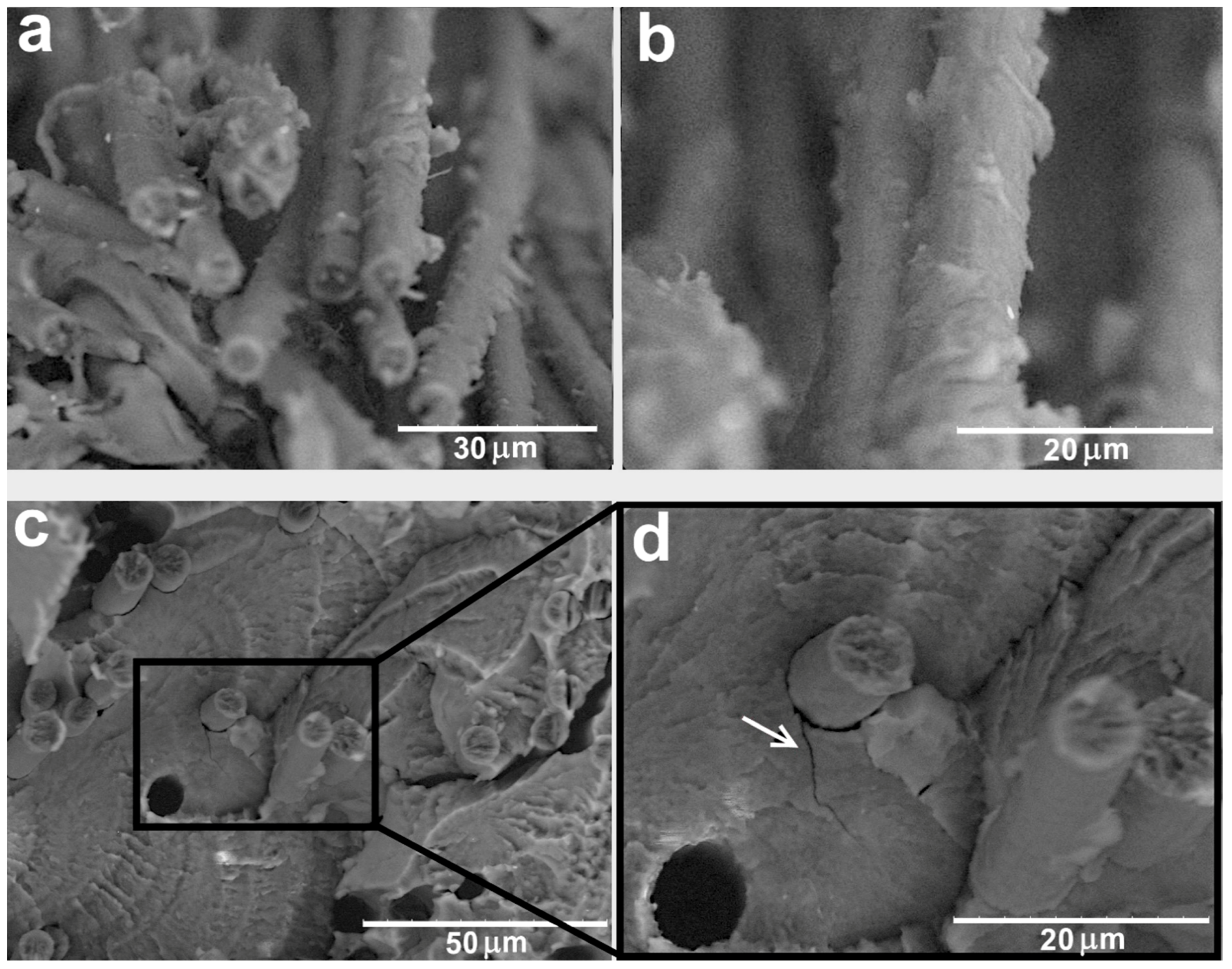 Polymers 11 00684 g005 Polymers 11 00684 g005