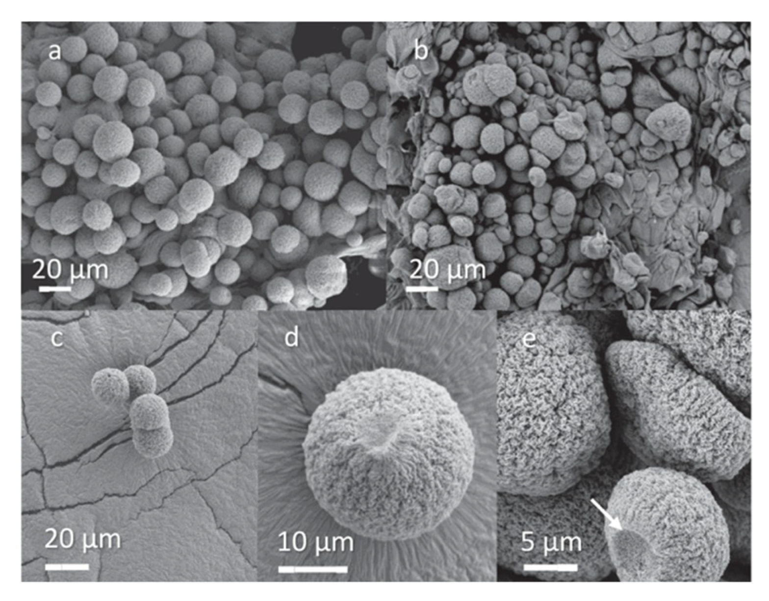 Polymers 11 00726 g017 Polymers 11 00726 g017