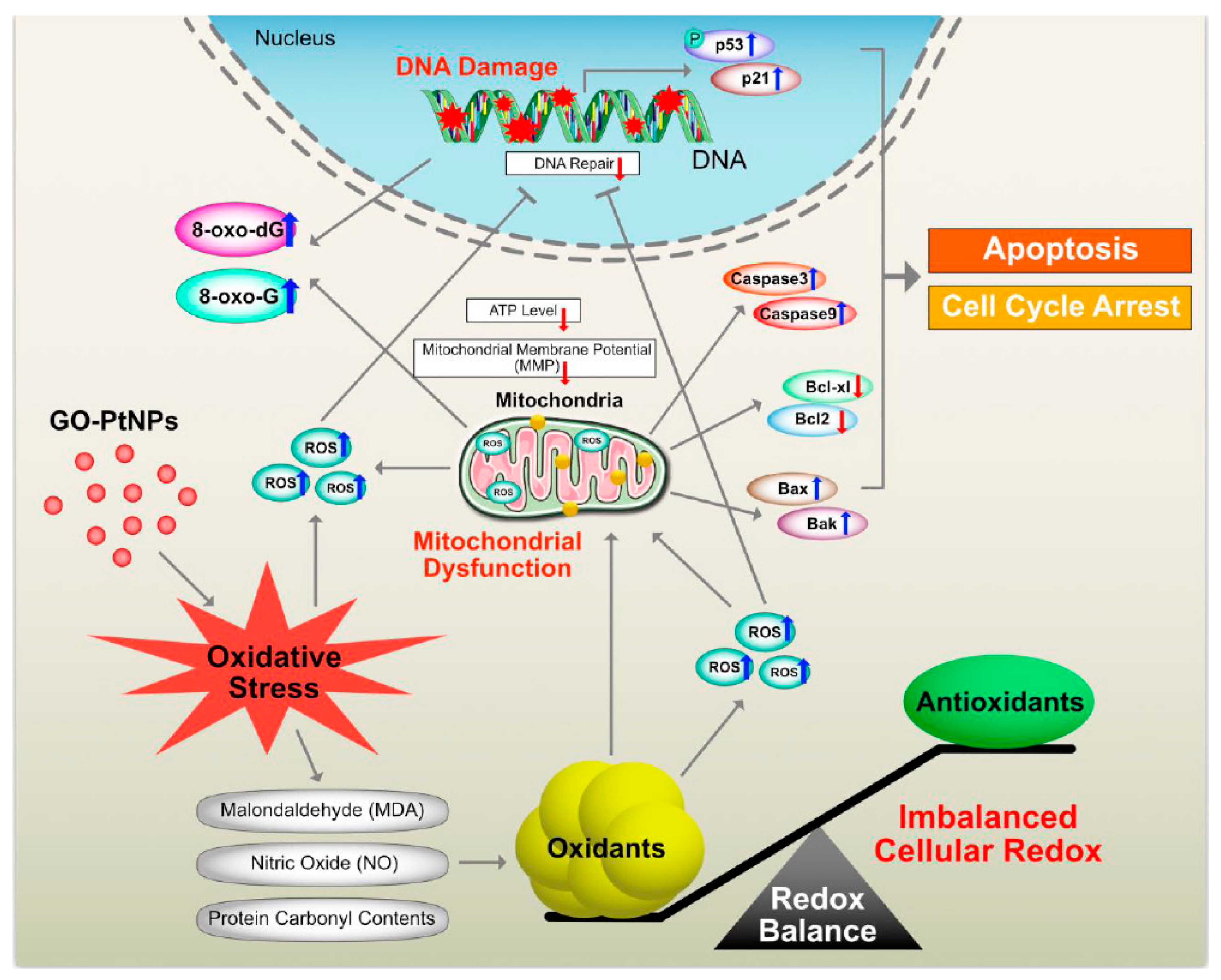 Polymers 11 00733 g015