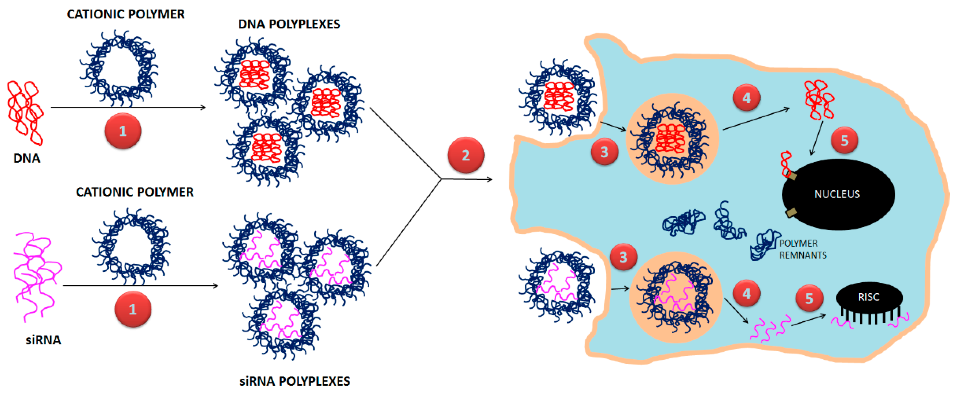 Polymers 11 00745 g001