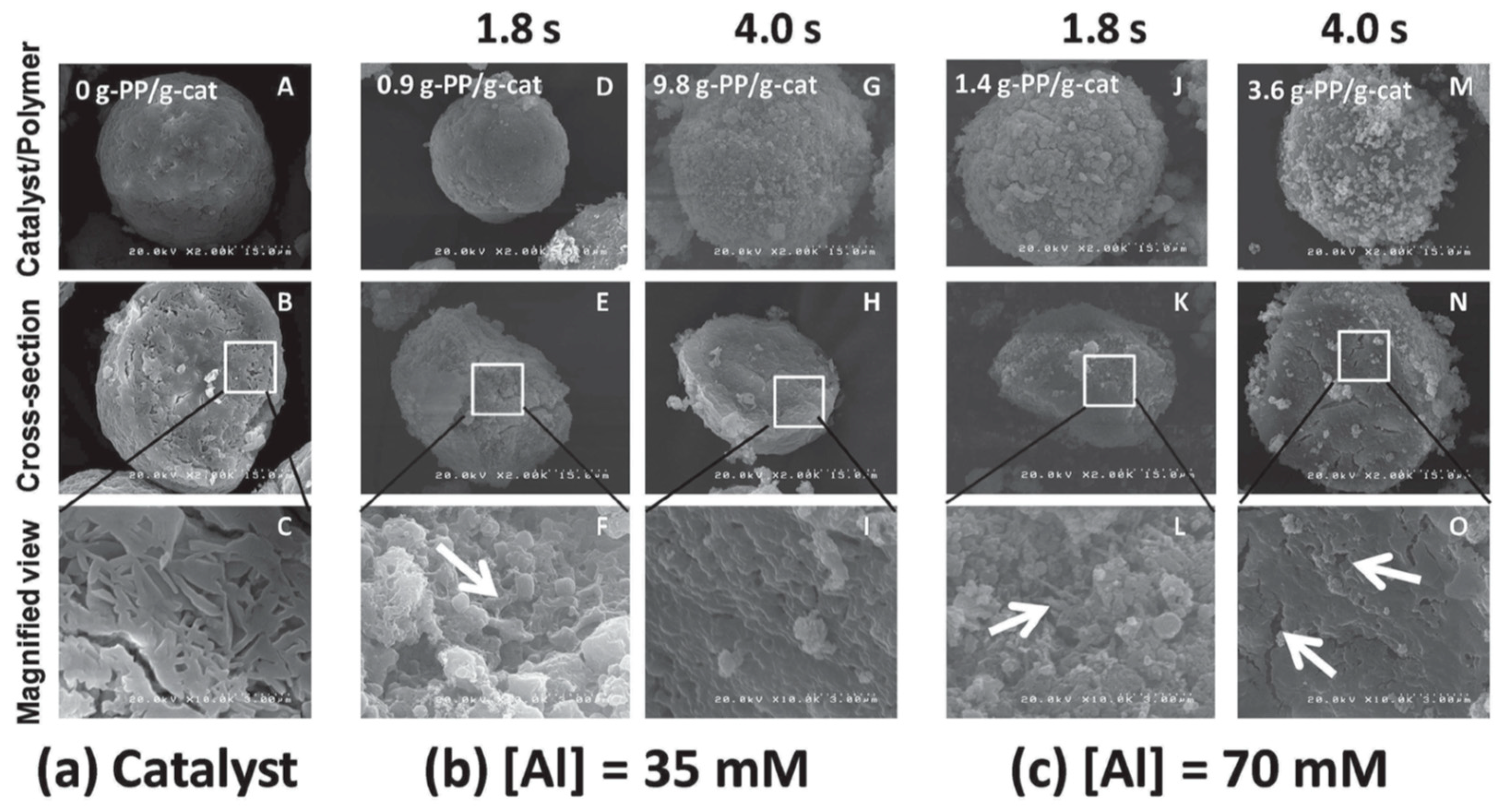 Polymers 11 01012 g009