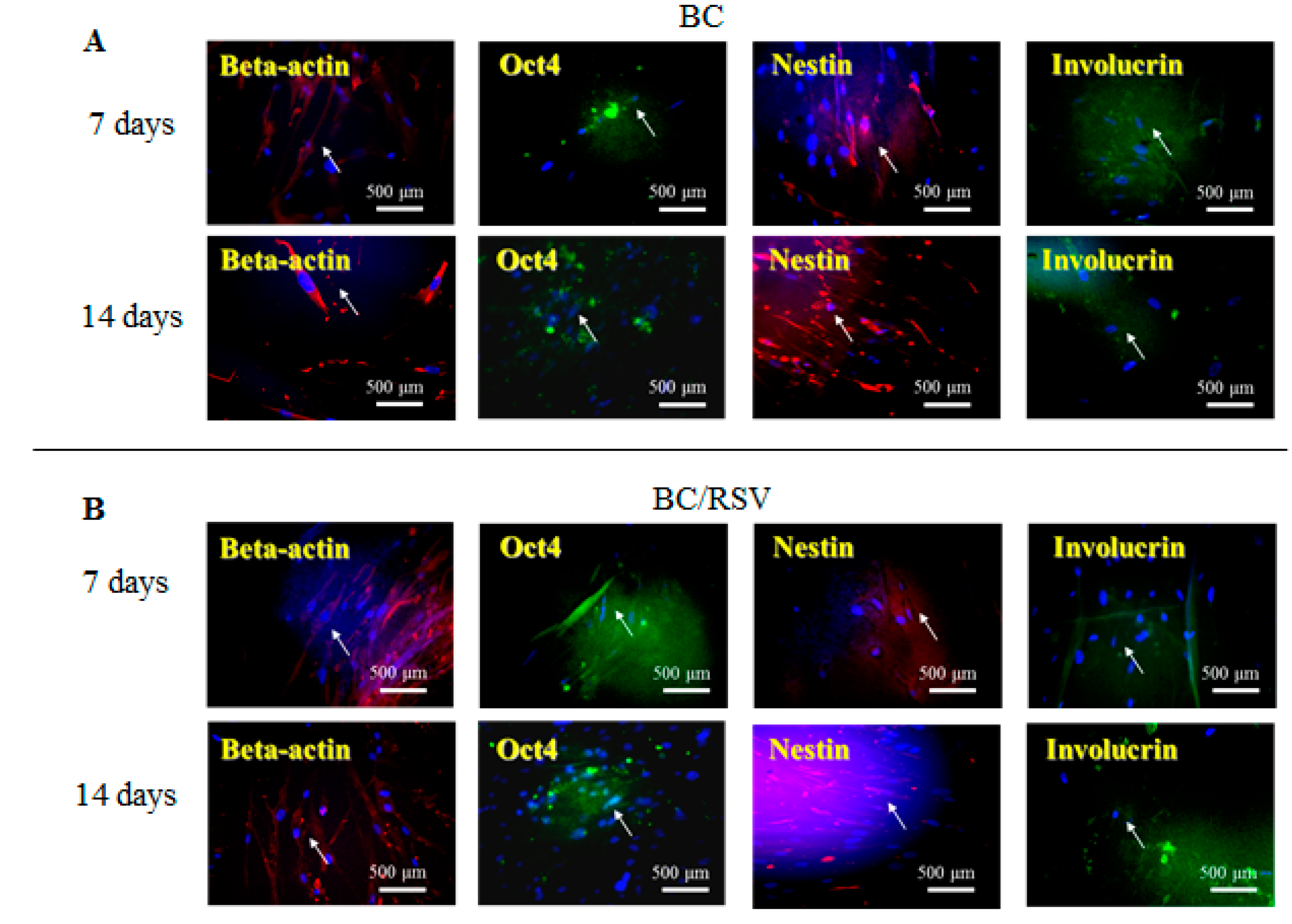 Polymers 11 01048 g006
