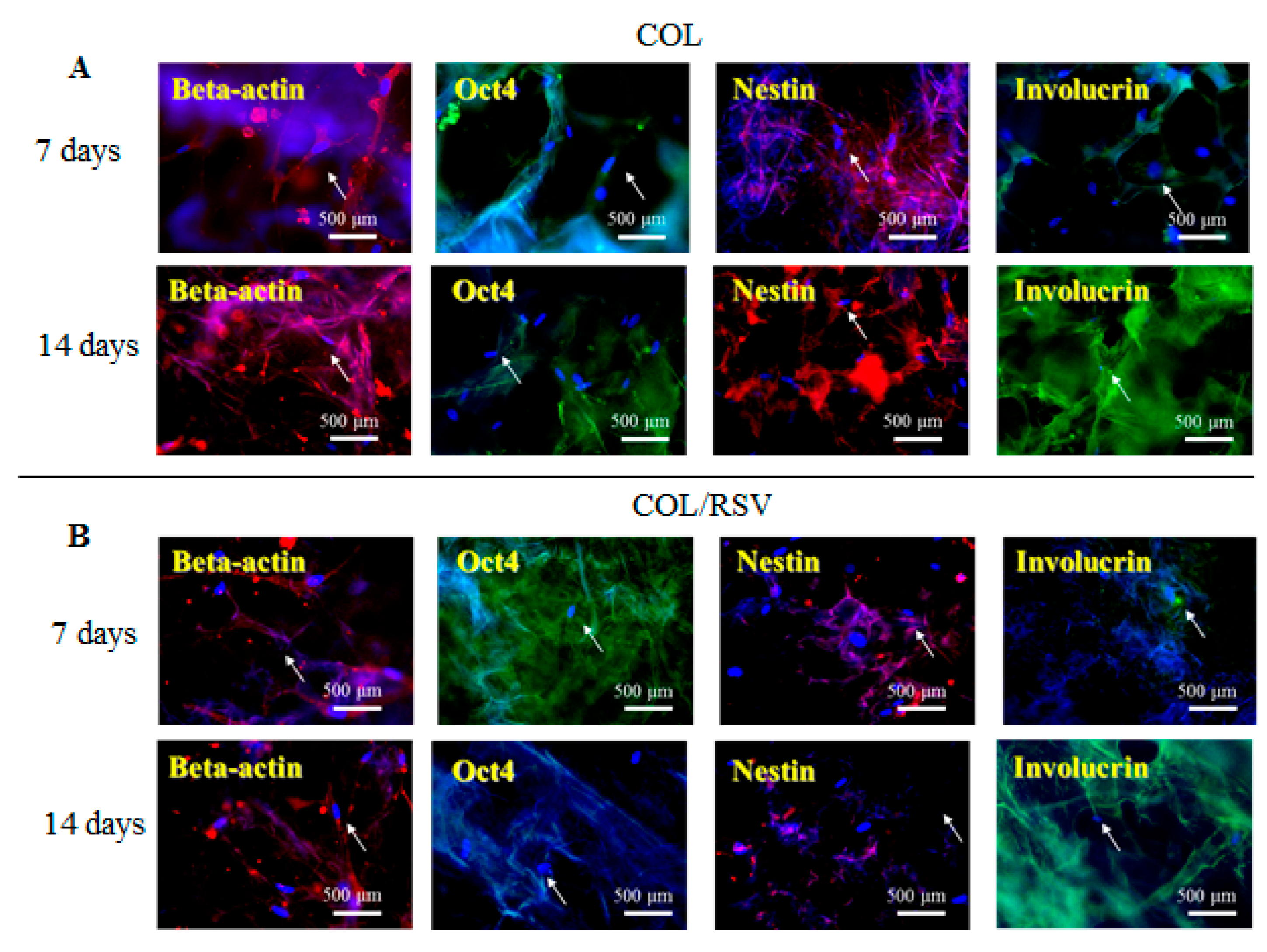 Polymers 11 01048 g007