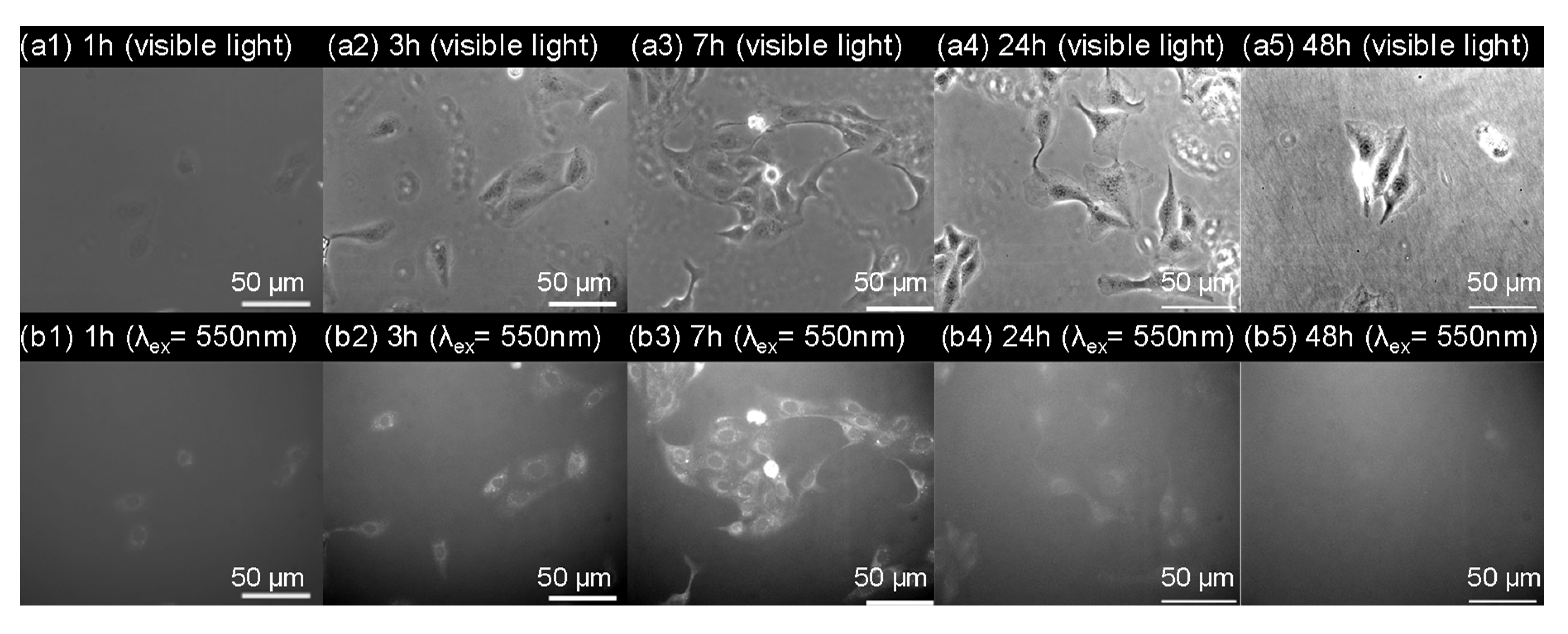Polymers 11 01079 g007