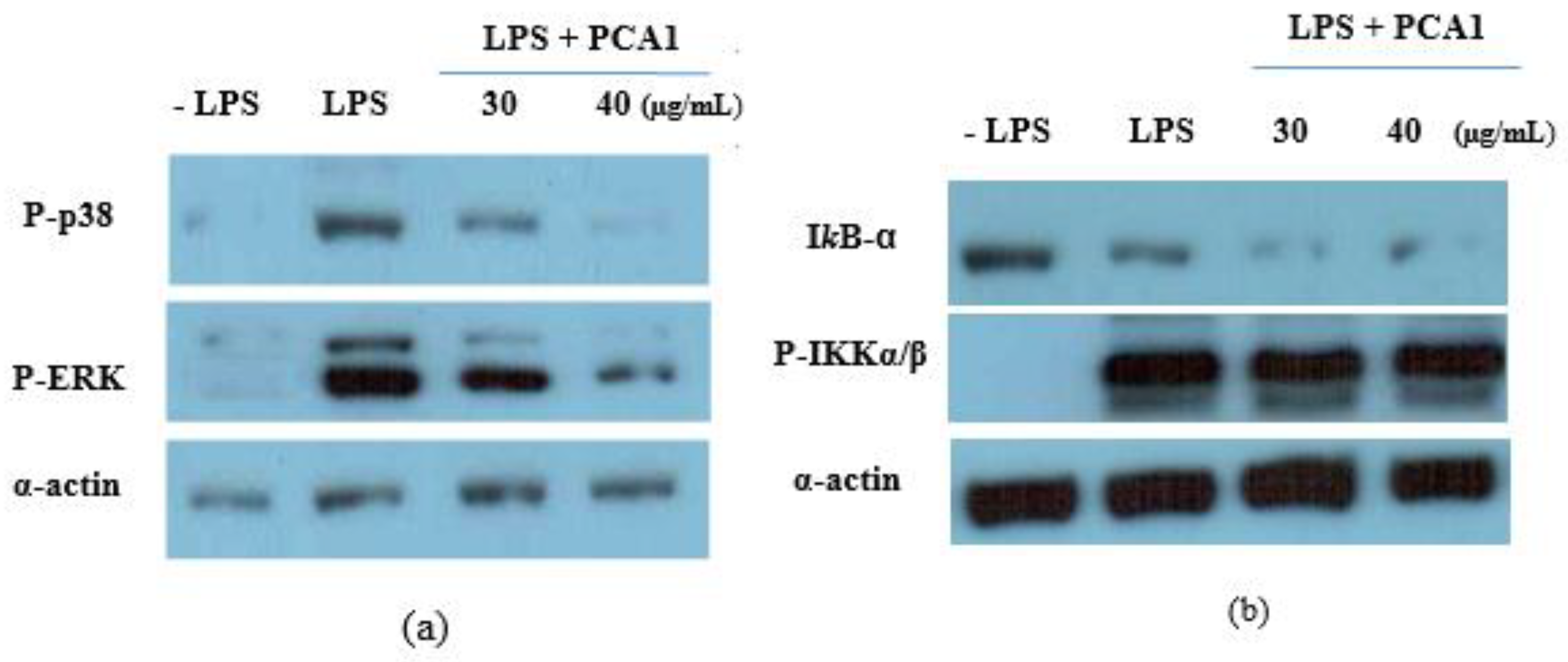 Polymers 11 01219 g009