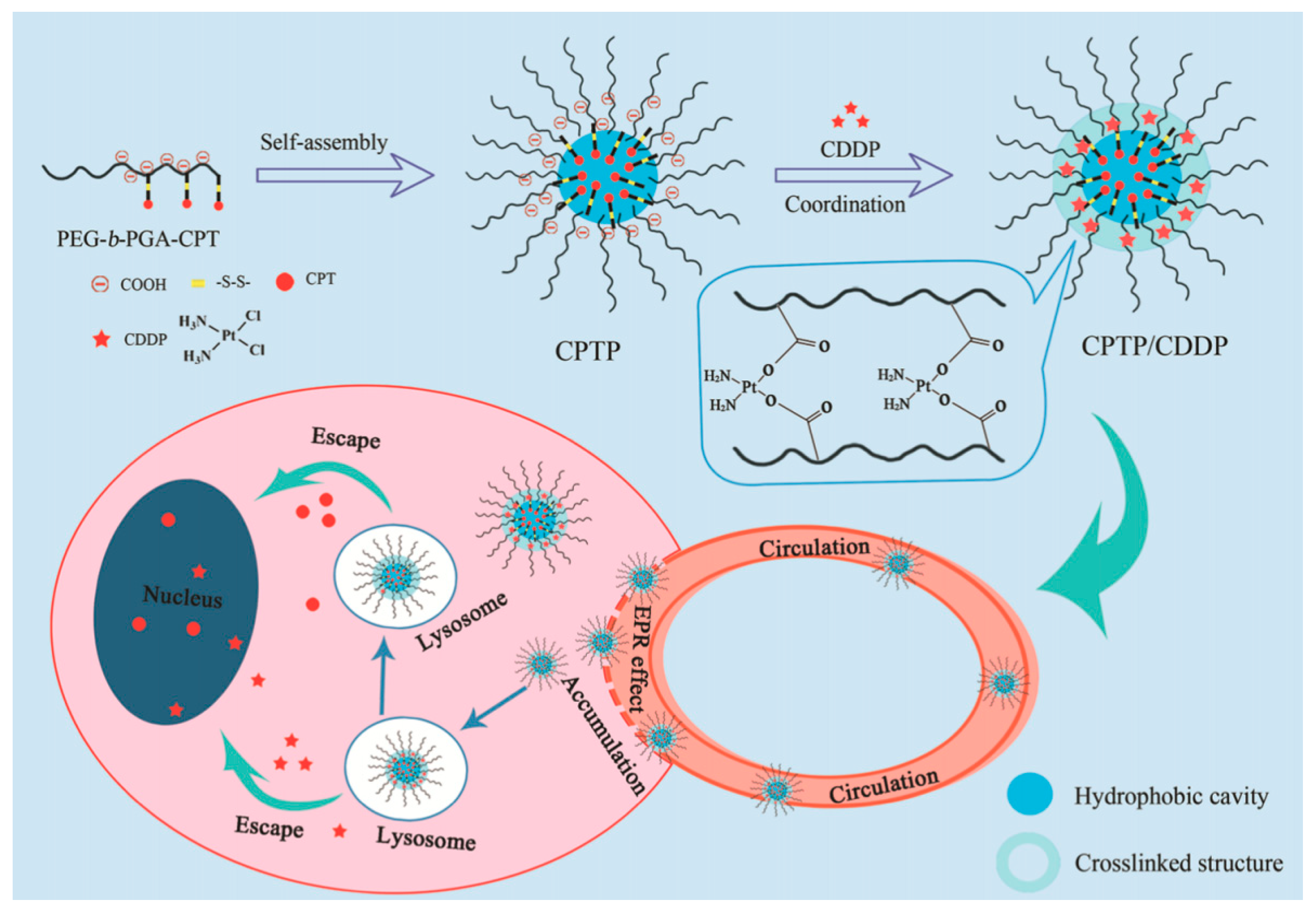 Polymers 11 01420 g009