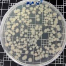 Polymers 11 01427 i001