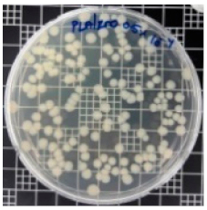 Polymers 11 01427 i003