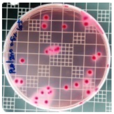 Polymers 11 01427 i004