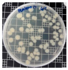 Polymers 11 01427 i005