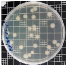 Polymers 11 01427 i007
