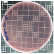 Polymers 11 01427 i008