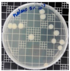 Polymers 11 01427 i009