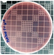 Polymers 11 01427 i010