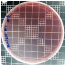 Polymers 11 01427 i012