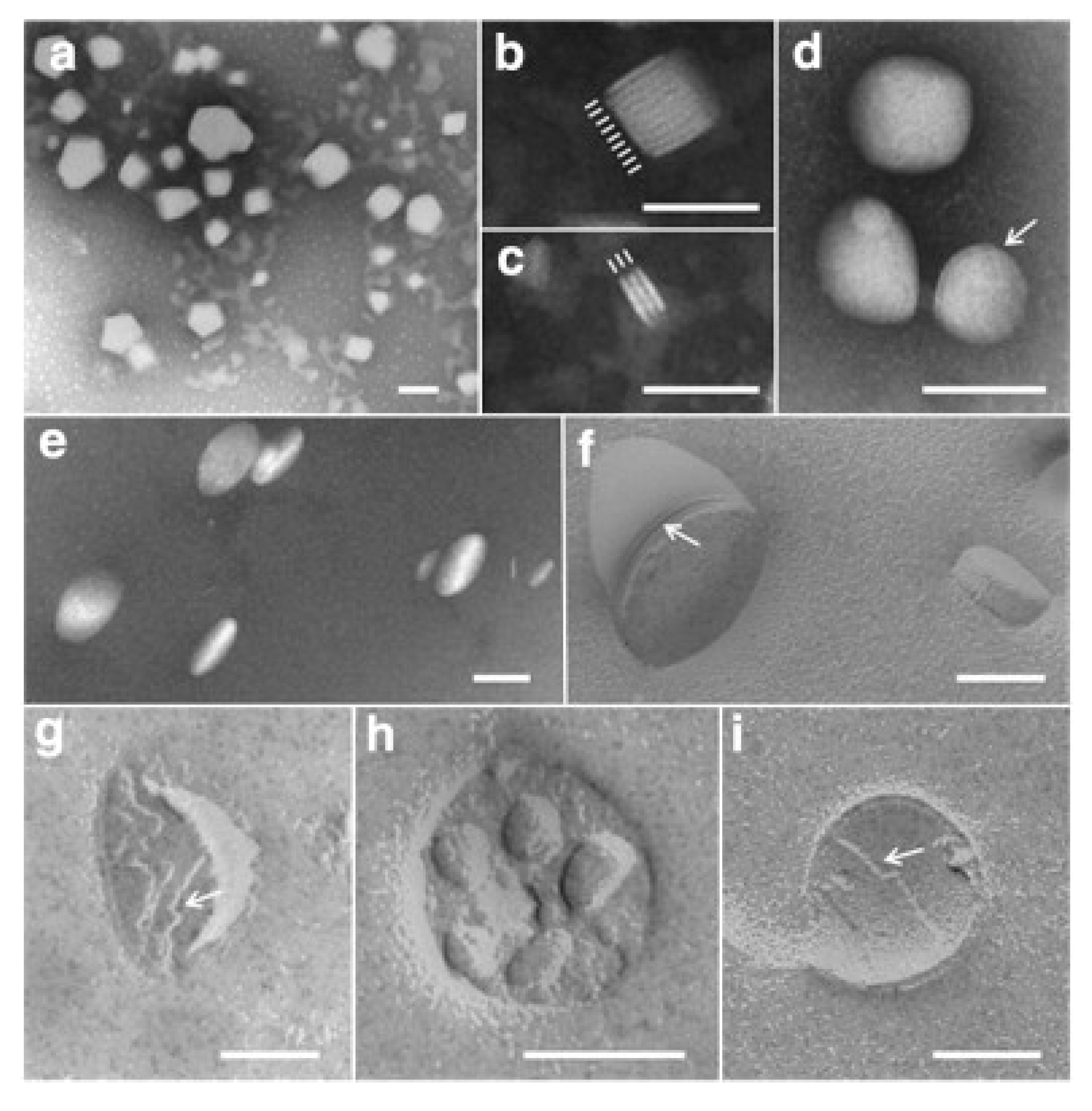 Polymers 11 01561 g002