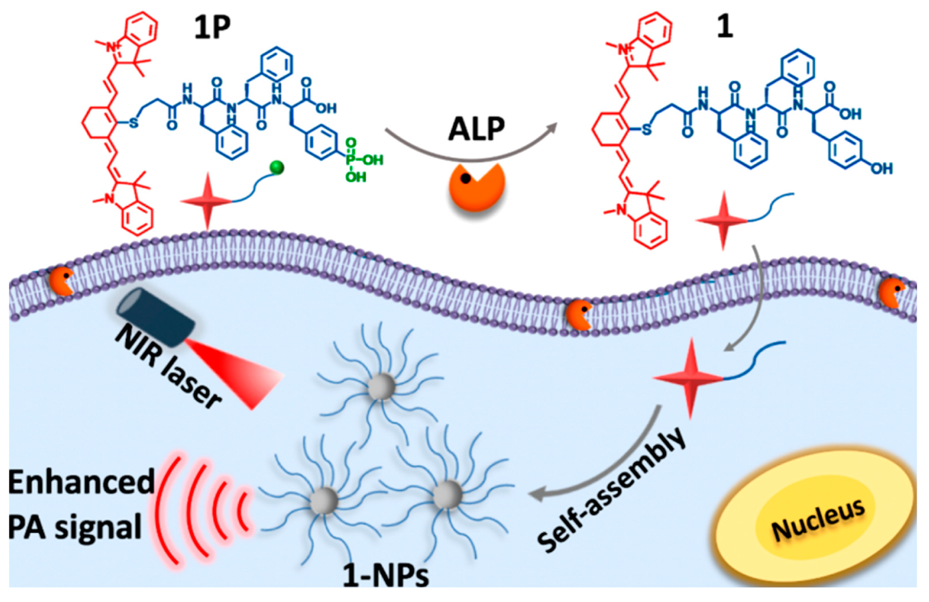 Polymers 11 01693 g013