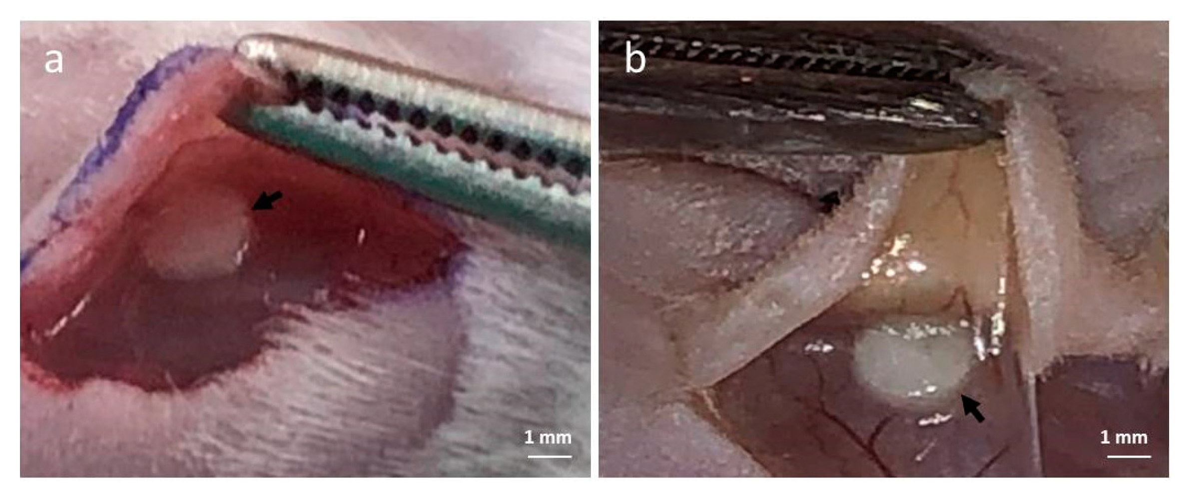 Polymers 11 02102 g010 Polymers 11 02102 g010