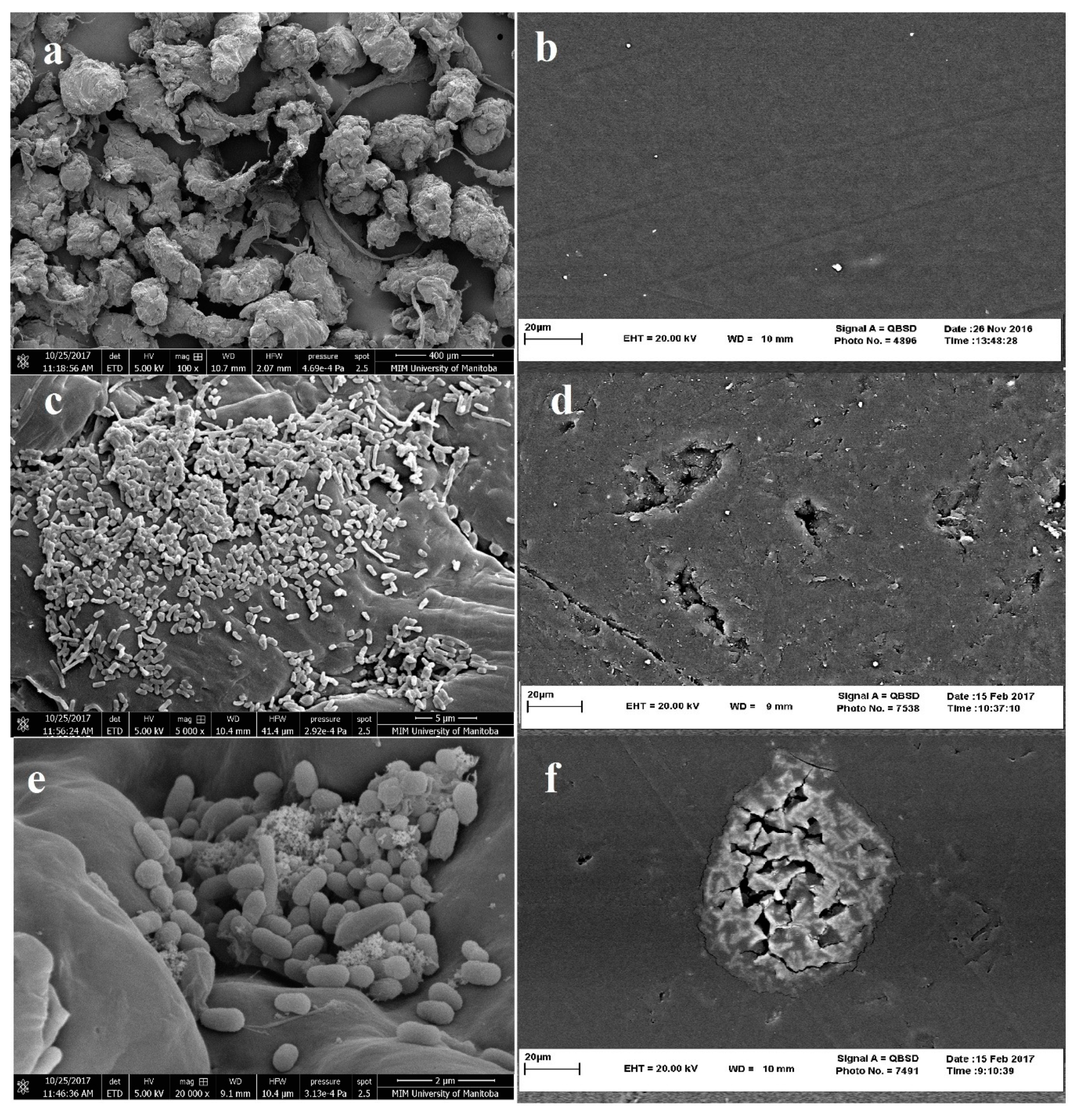Polymers 12 00123 g004