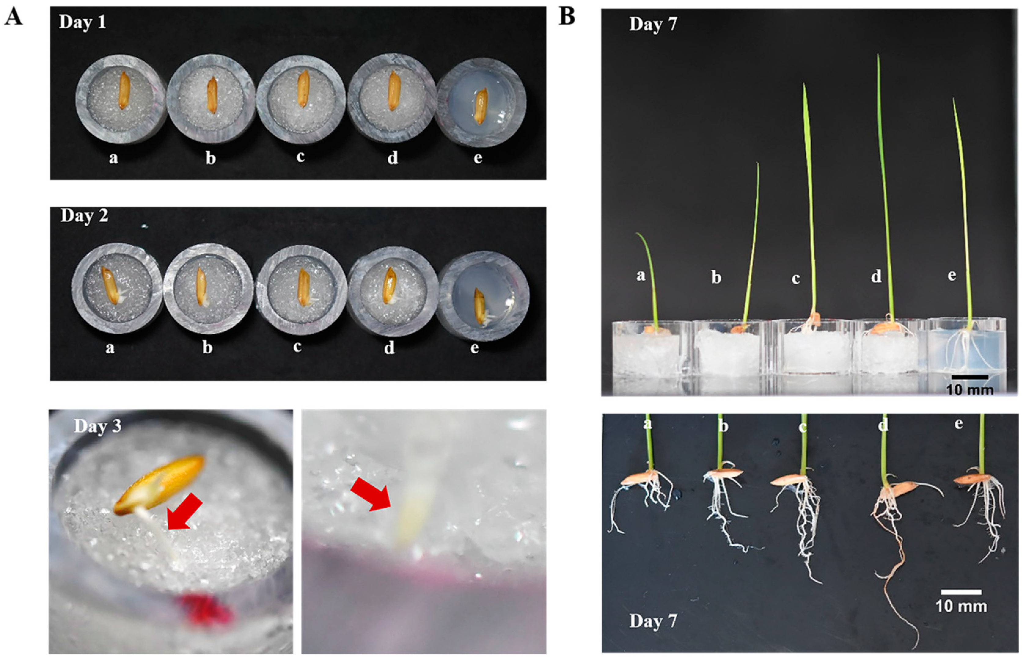 Polymers 12 00140 g005