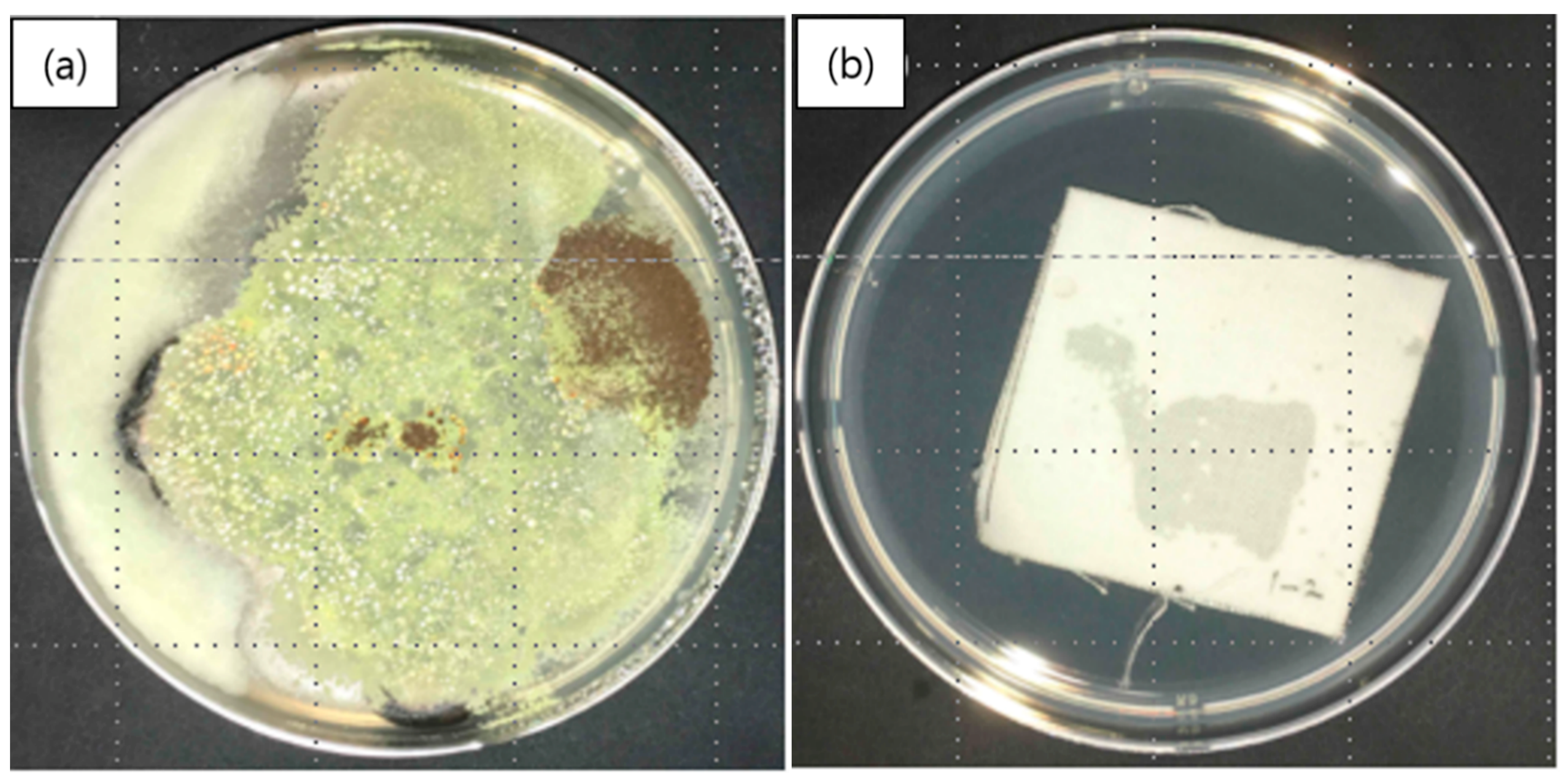 Polymers 12 00243 g008