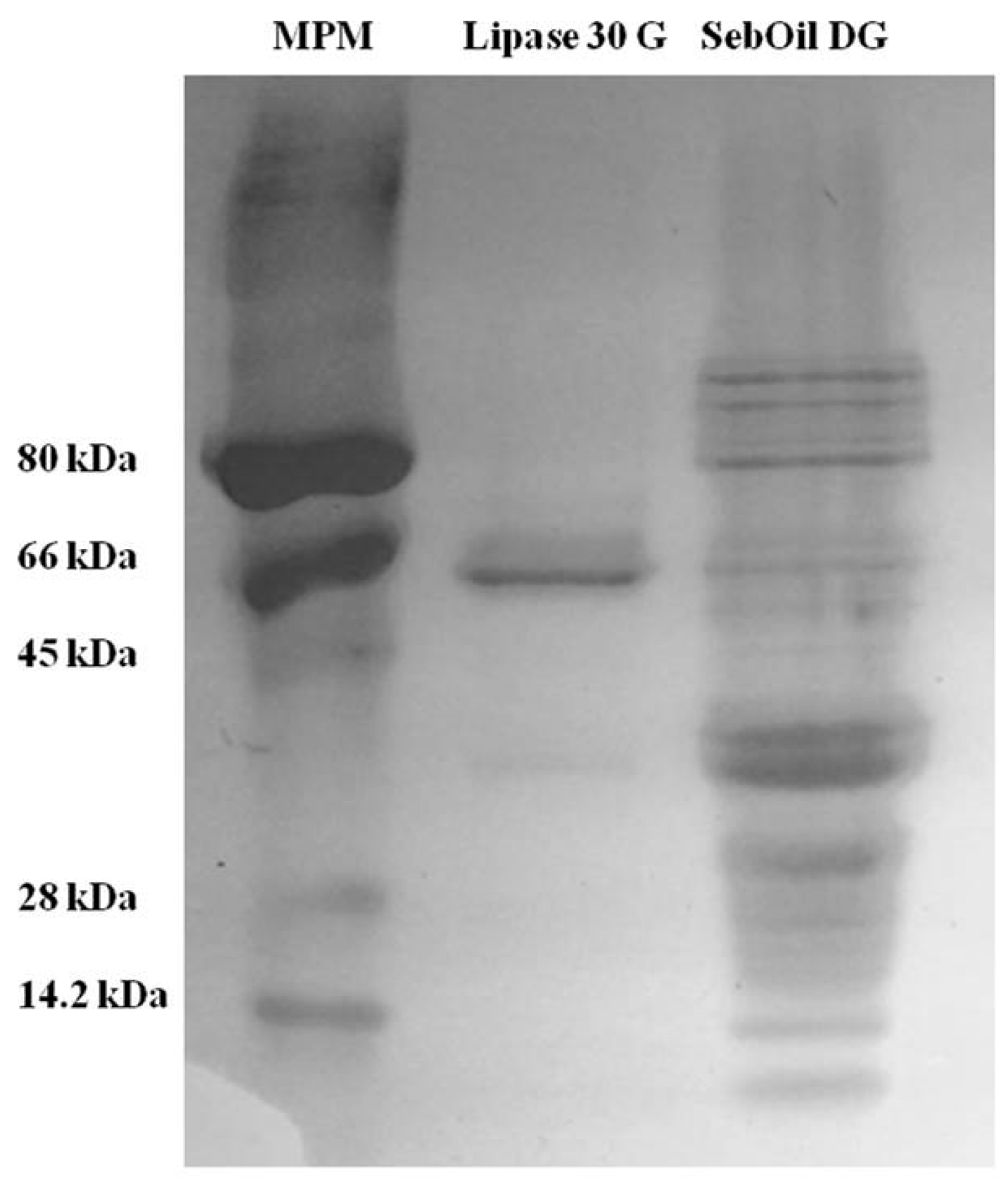 Polymers 12 00245 g004