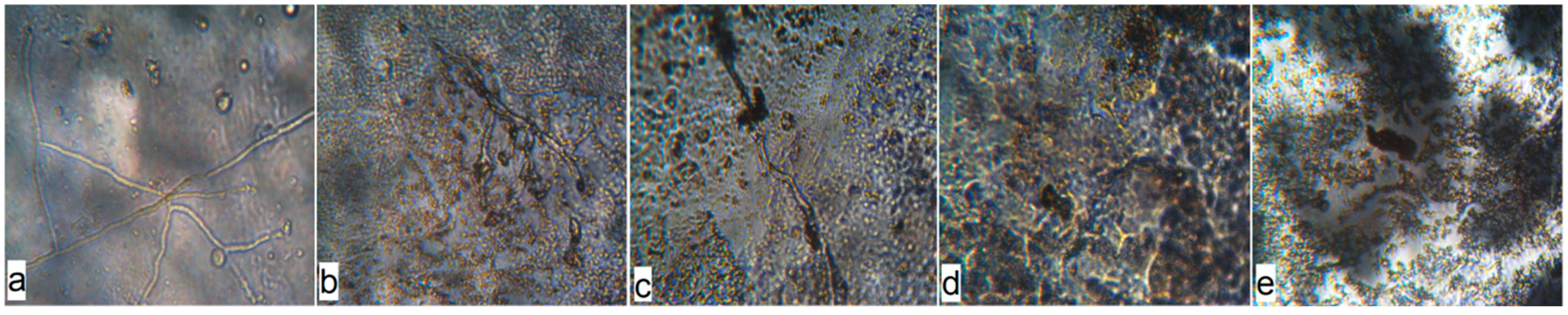 Polymers 12 00275 g008 Polymers 12 00275 g008